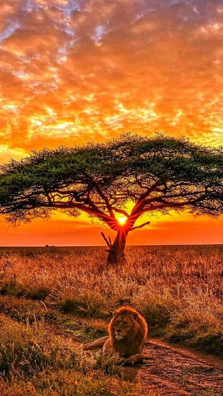 720x1280 **beautiful world. Sunset nature, Nature picture, Wildlife photography
