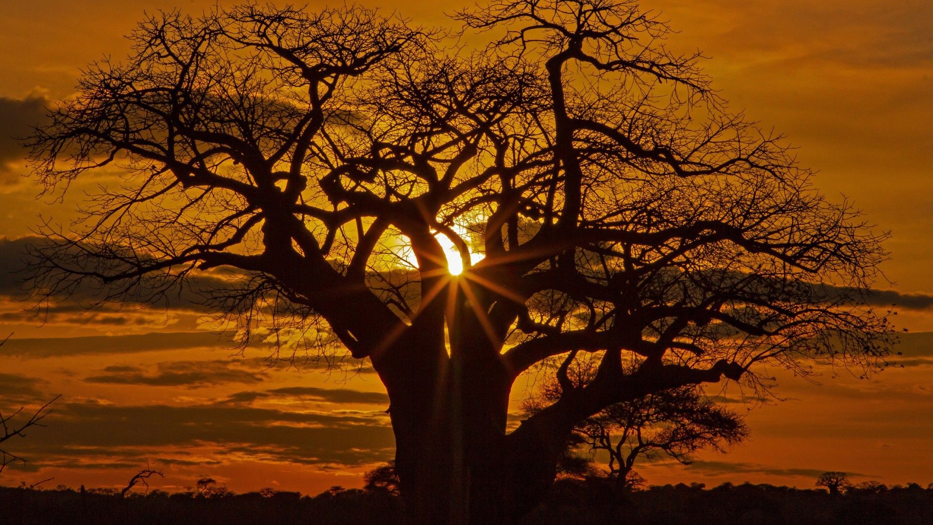 1920x1080 Africa Savannah Tree Without Leaf During Sunset HD Nature Wallpaper