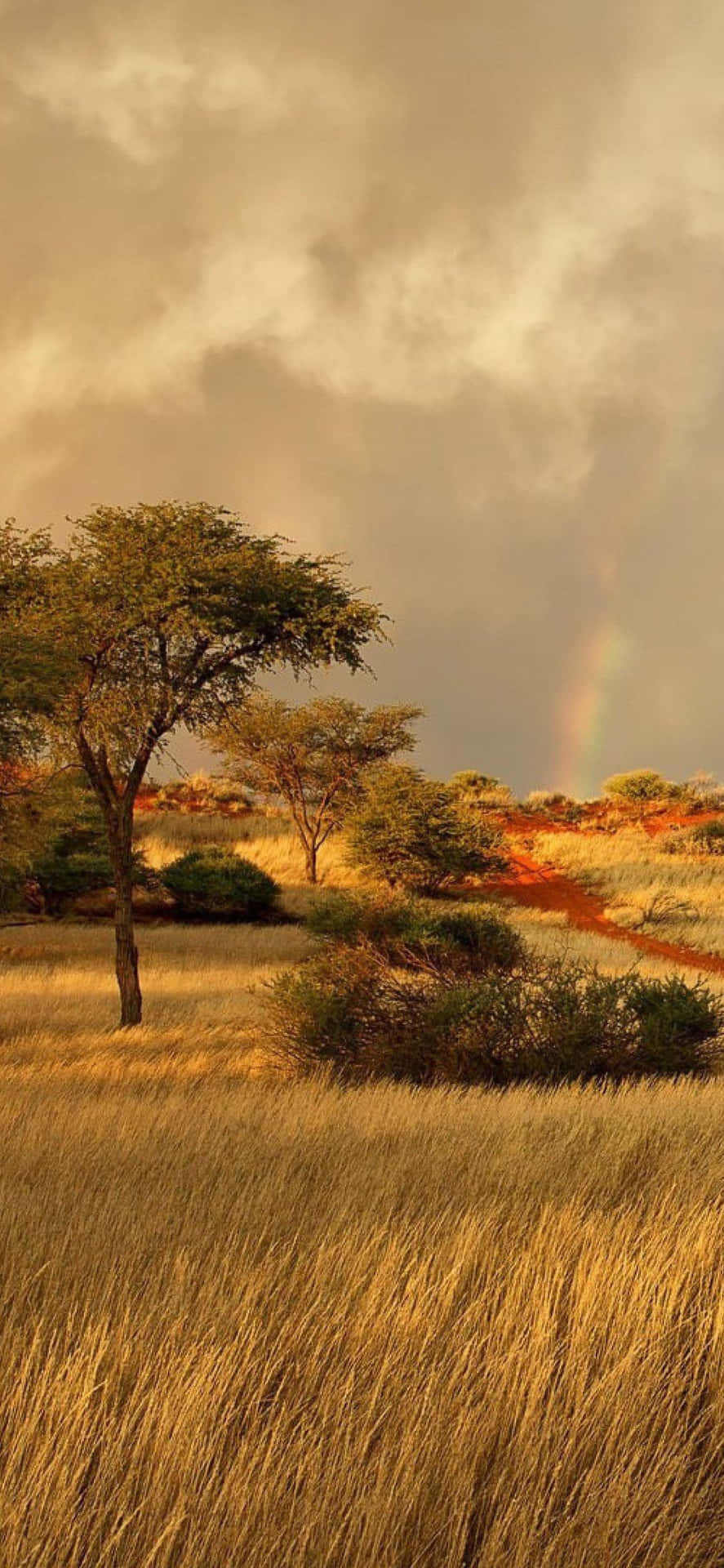 887x1920 Download Caption: Majestic African Landscape on iPhone X