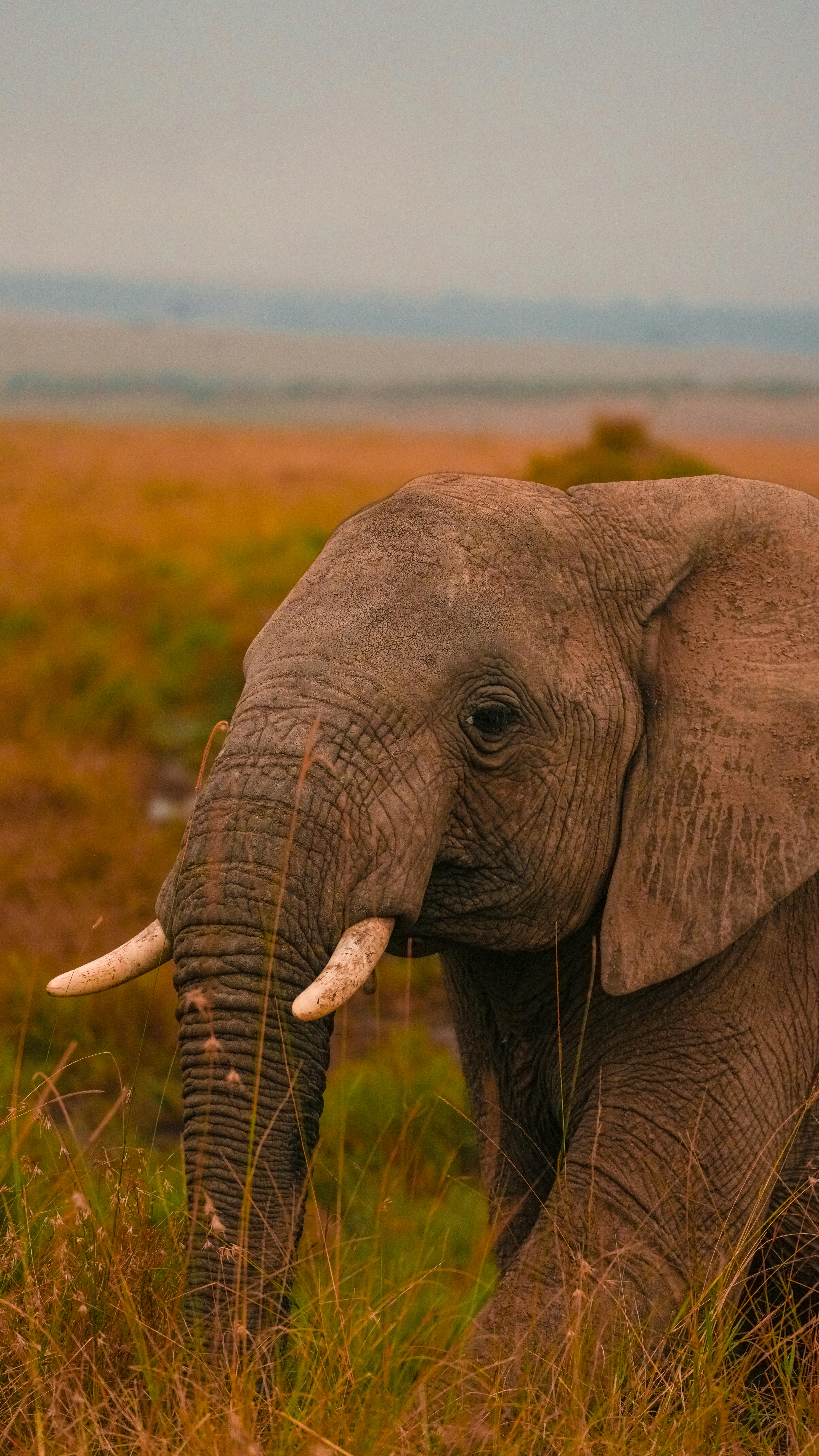 4606x8192 African Nature Photo, Download The BEST Free African Nature & HD Image