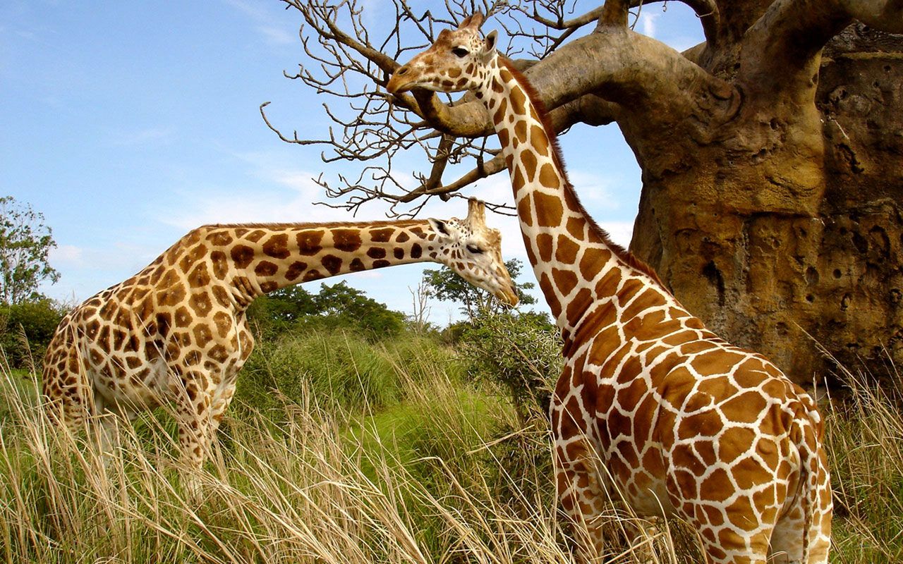 1280x800 3604437 African Animals Wallpaper (1)