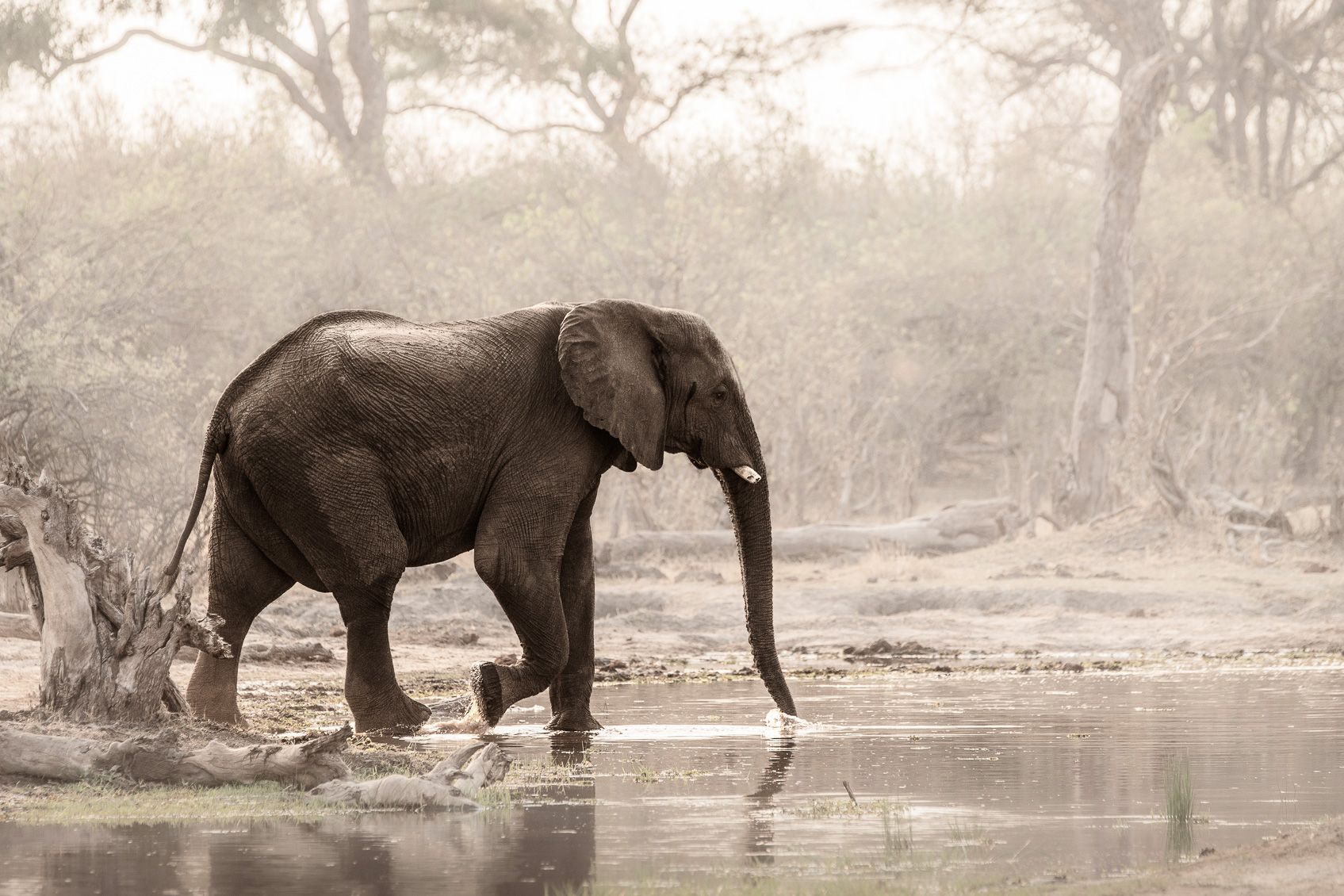 1695x1130 African Wildlife Photography Prints