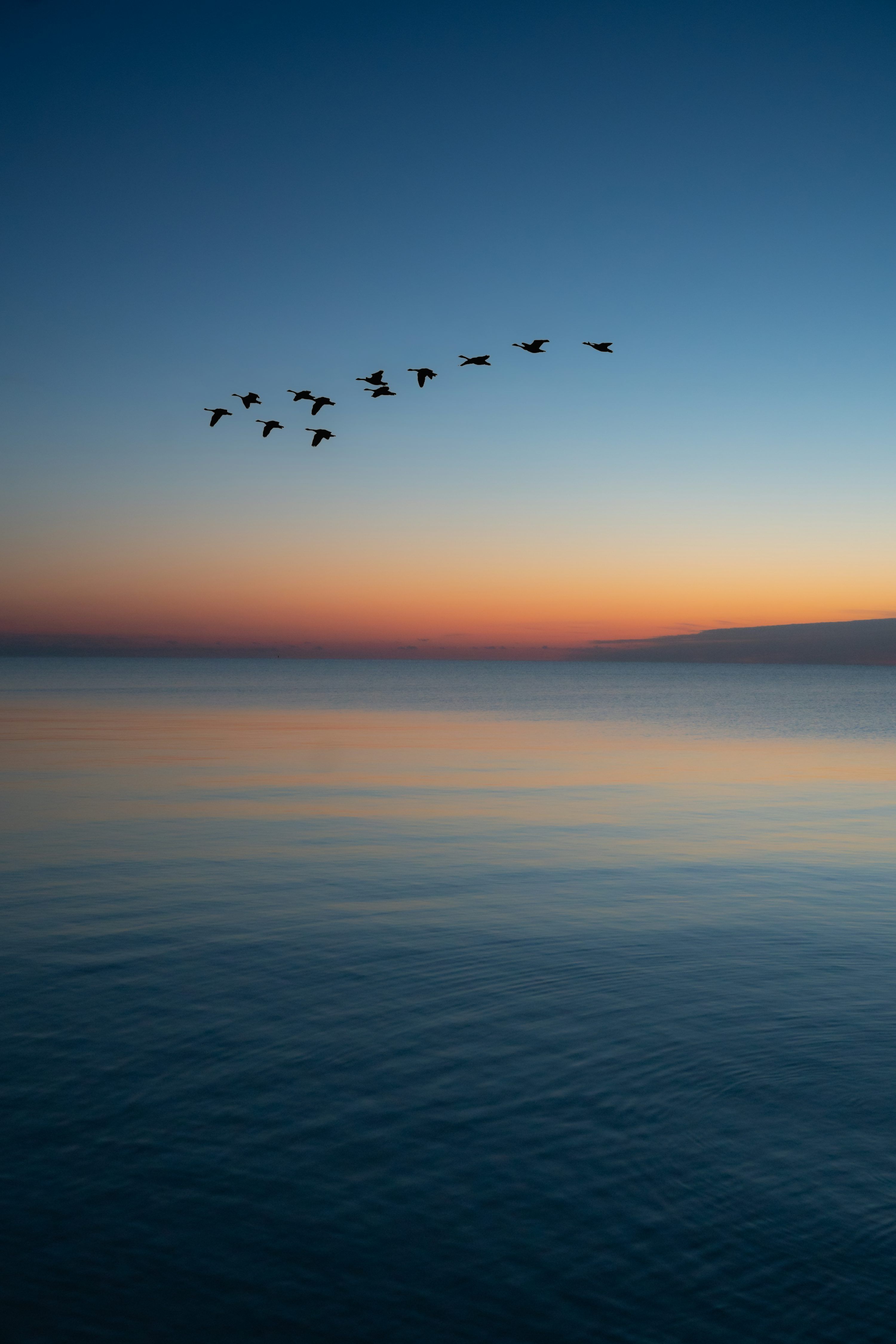 3000x4498 Birds flying over the sea during sunset photo