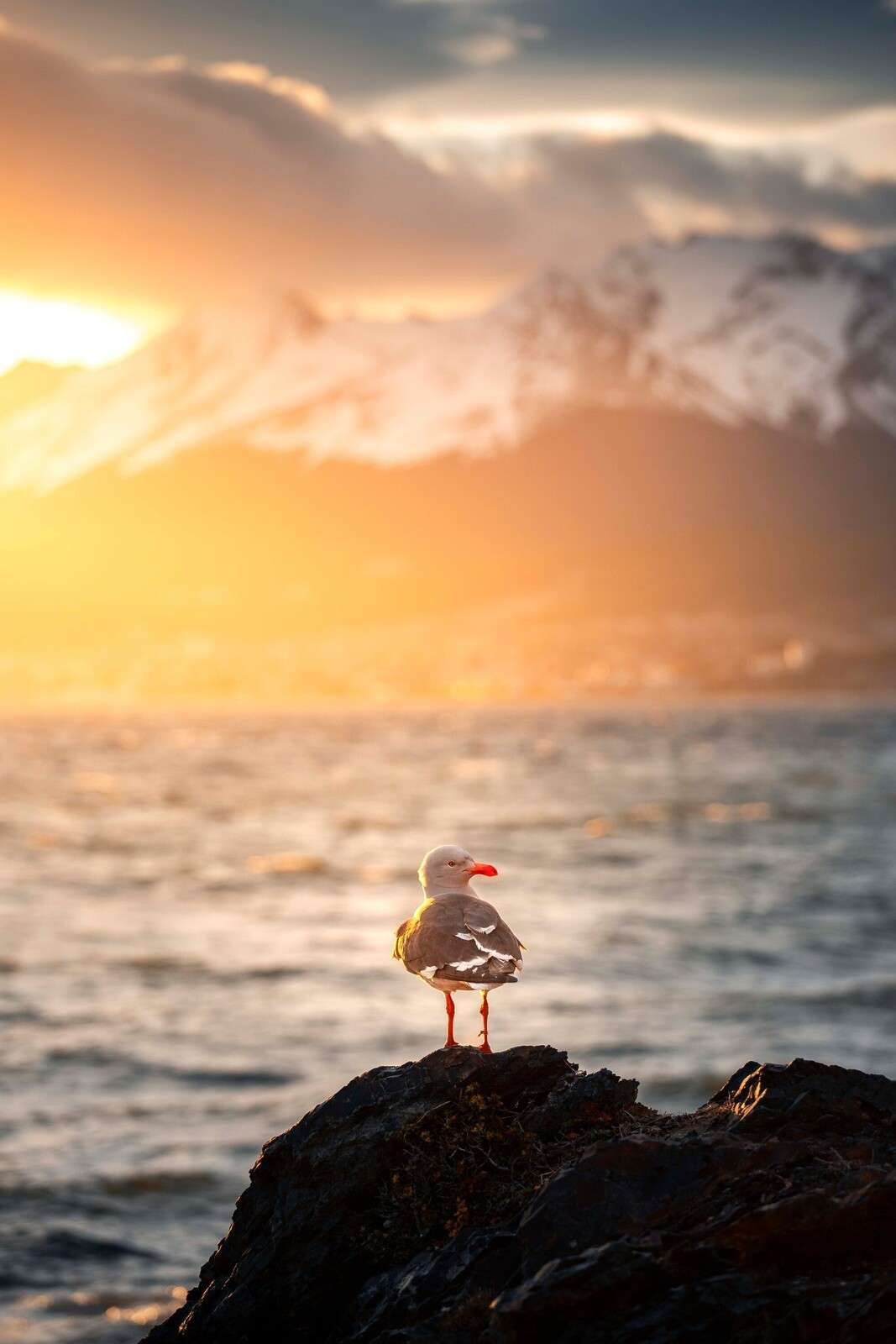 1067x1600 Wall Mural at sunset