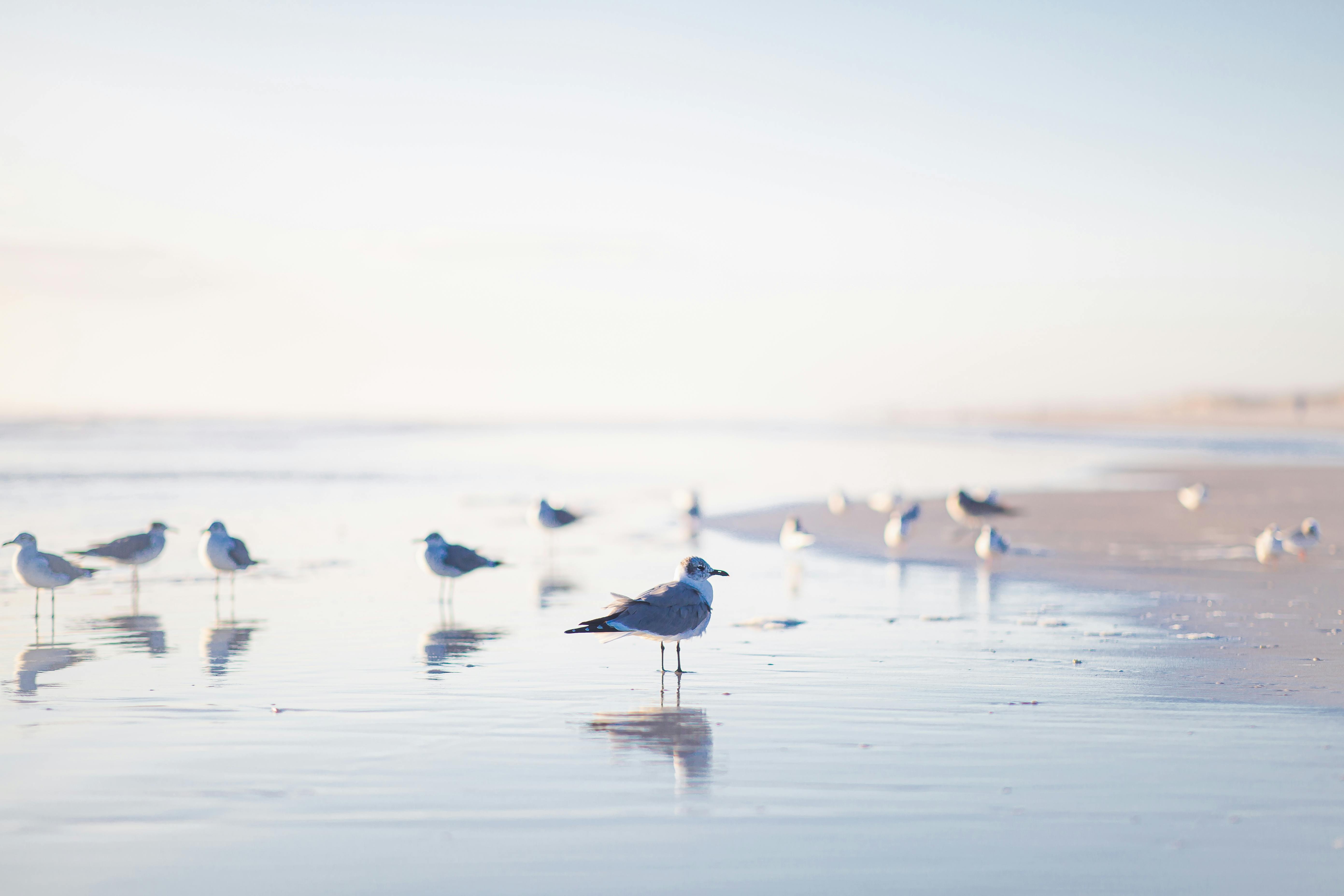 5565x3710 Seagulls on the Shore · Free