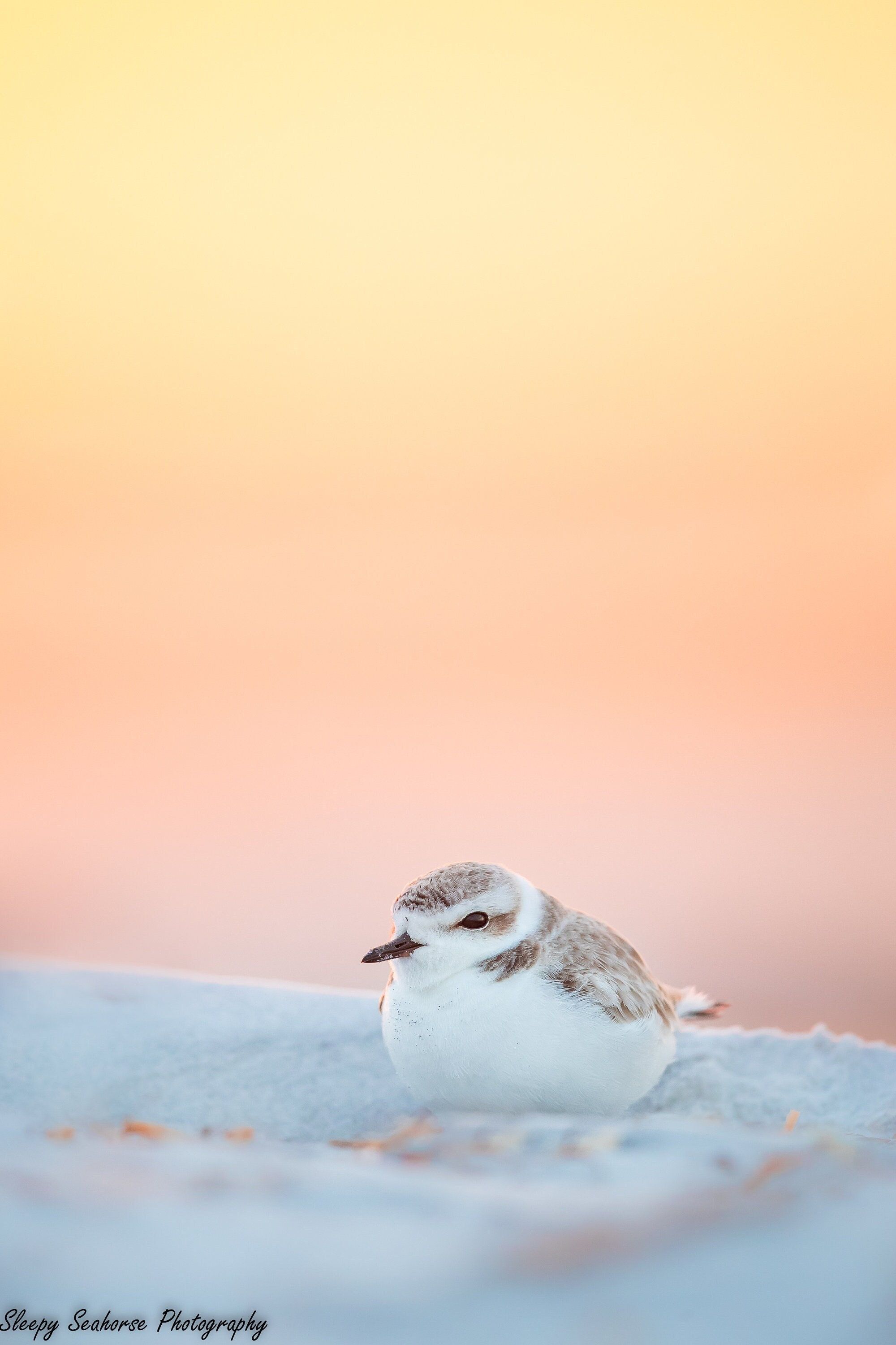 2000x3000 Bird Photography, Snowy Plover, Florida Bird, Beach Decor, Florida Photography, Nature Photo, Coastal Decor, Plover Print, Sunset, Wall Art