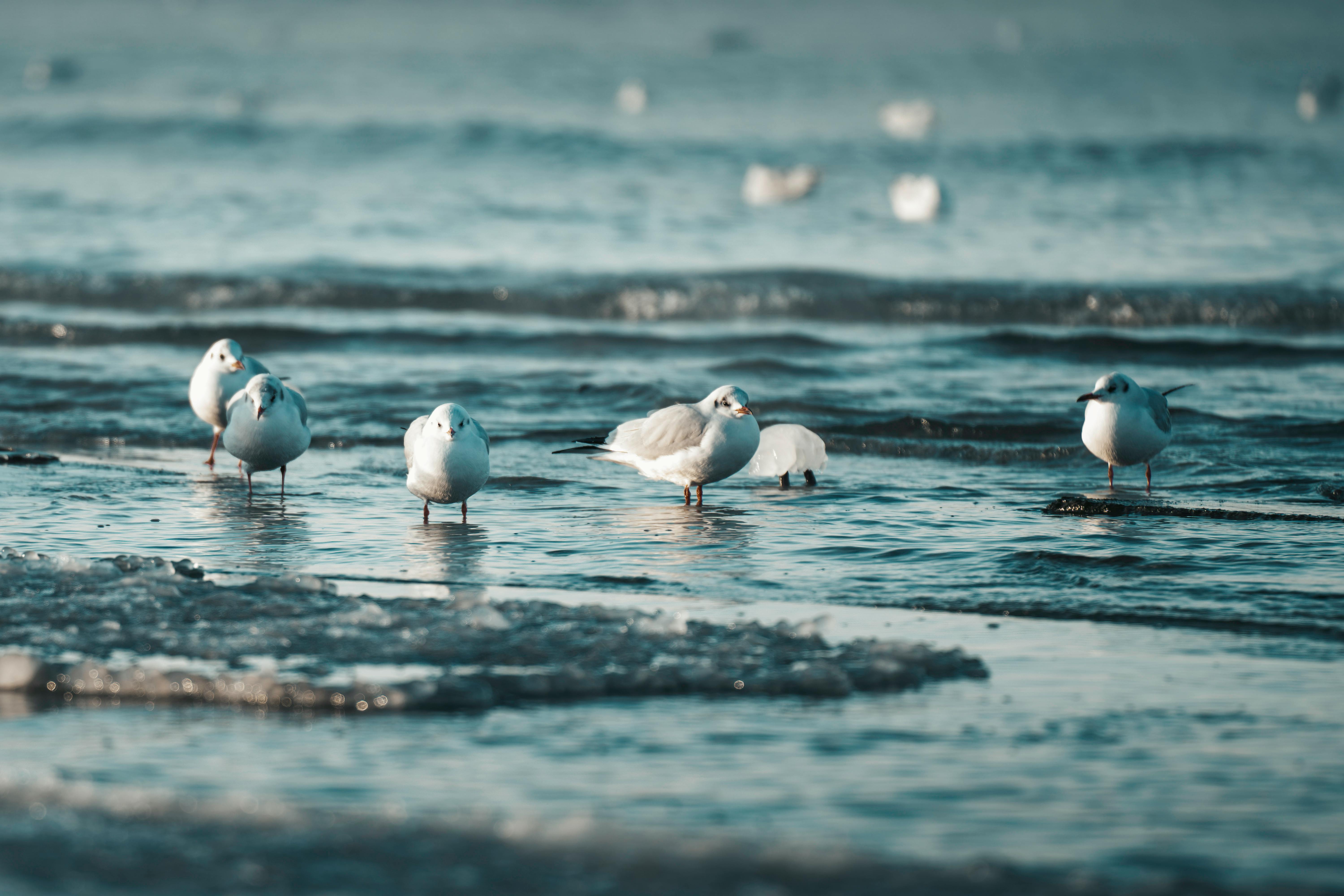 6000x4000 Seabirds on Beach · Free