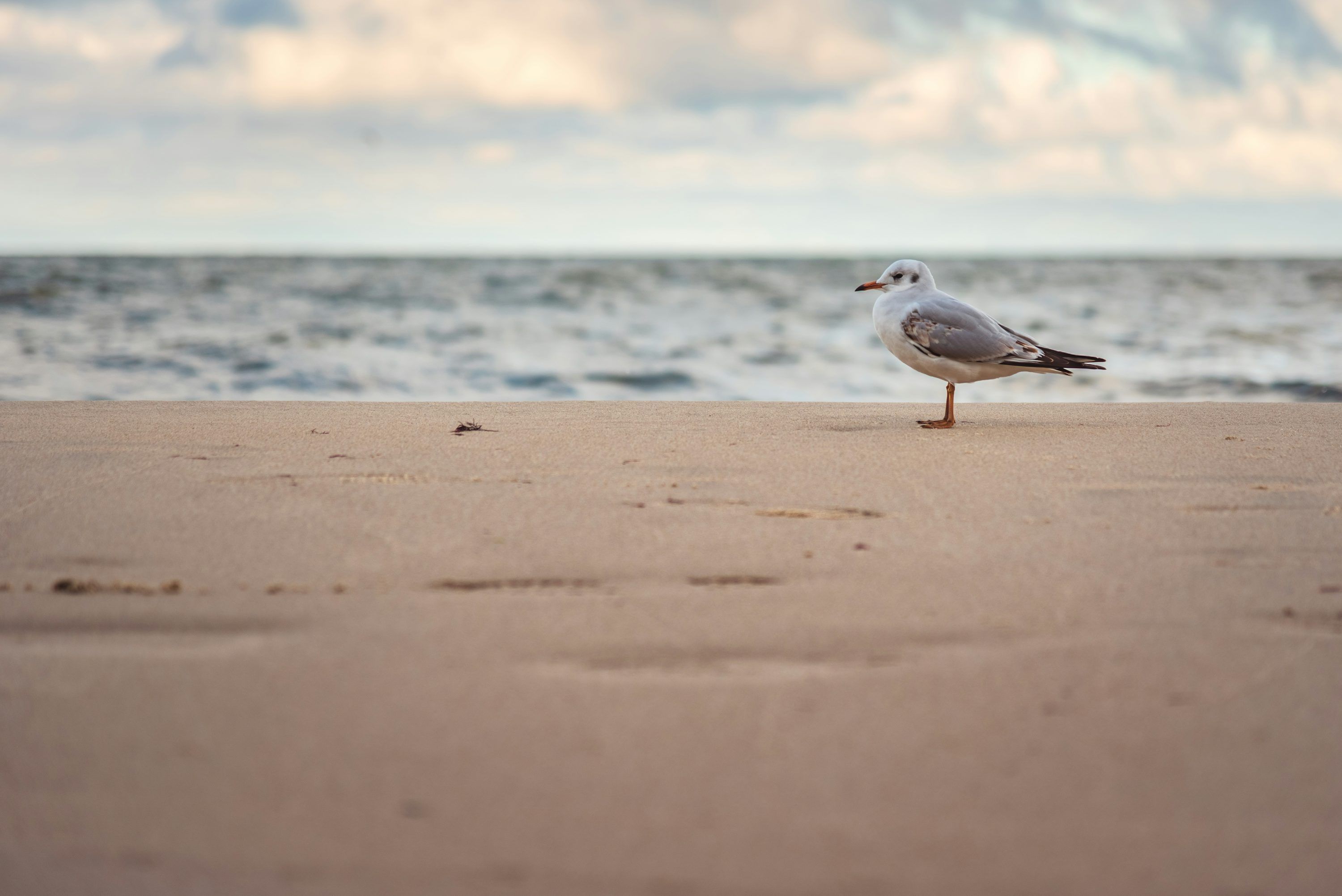 3000x2003 White and gray bird on beach shore during daytime photo