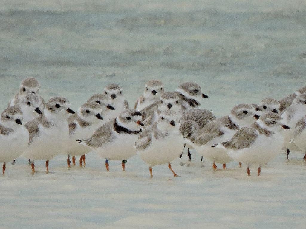 1024x768 The many colors of Long Island shorebirds. by U.S. Fish & Wildlife Service Northeast Region. Conserving the Nature of the Northeast