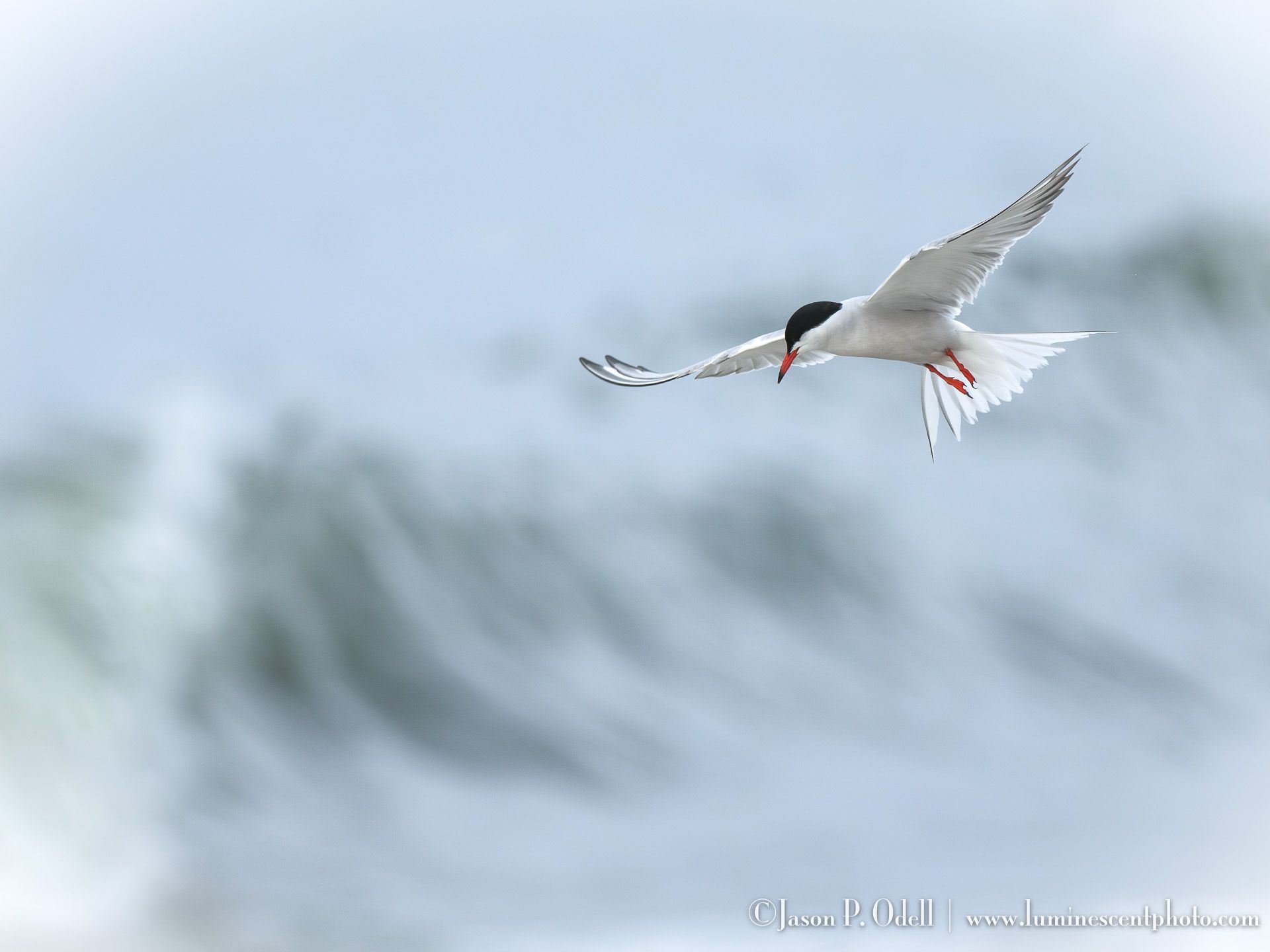 1920x1440 The Birds of Summer: Shorebird Breeding Season on Nickerson Beach, NY