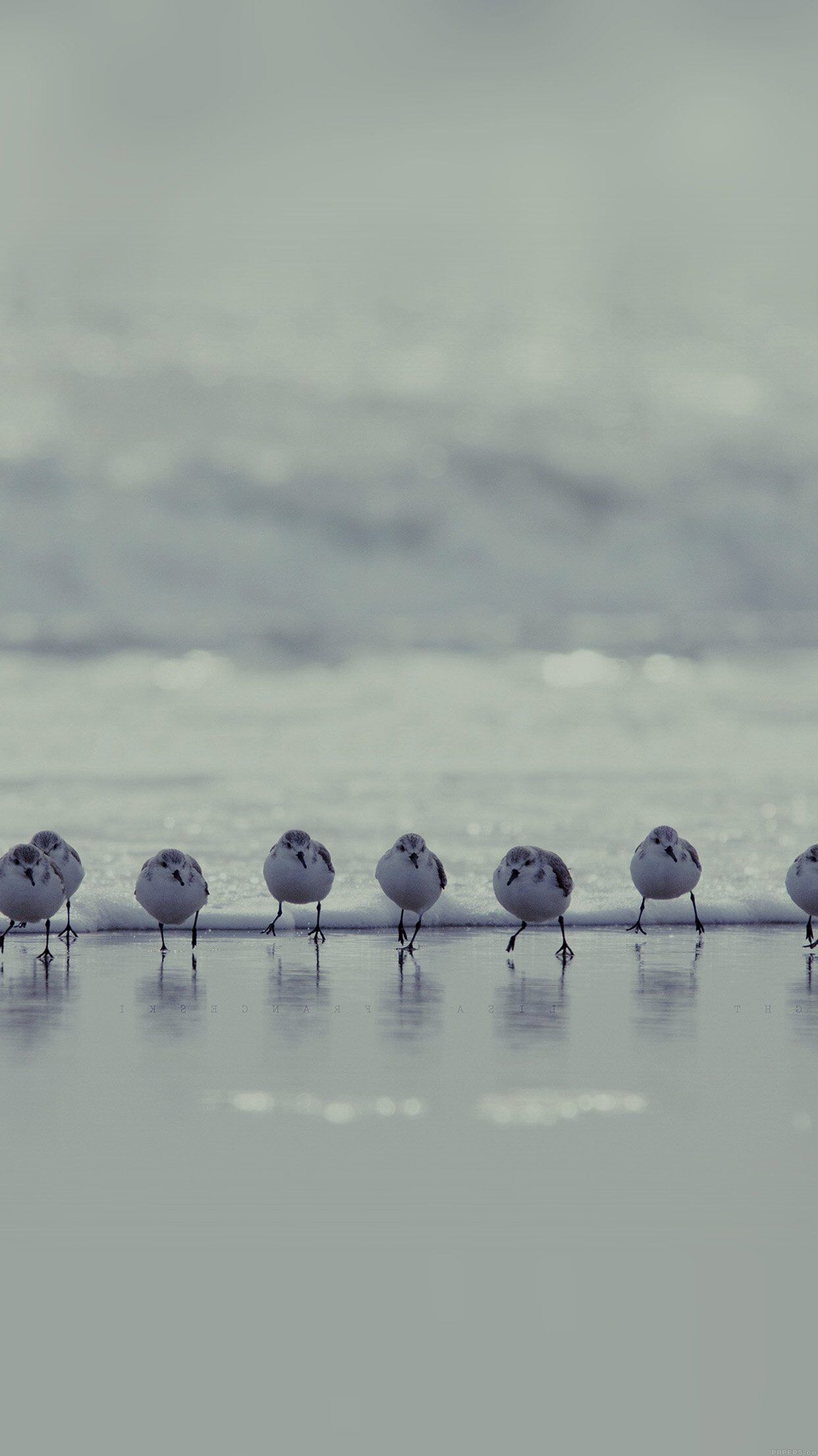 1242x2208 Birds Beach Wave Ocean Blue Water Sea Nature Animal iPhone Wallpaper