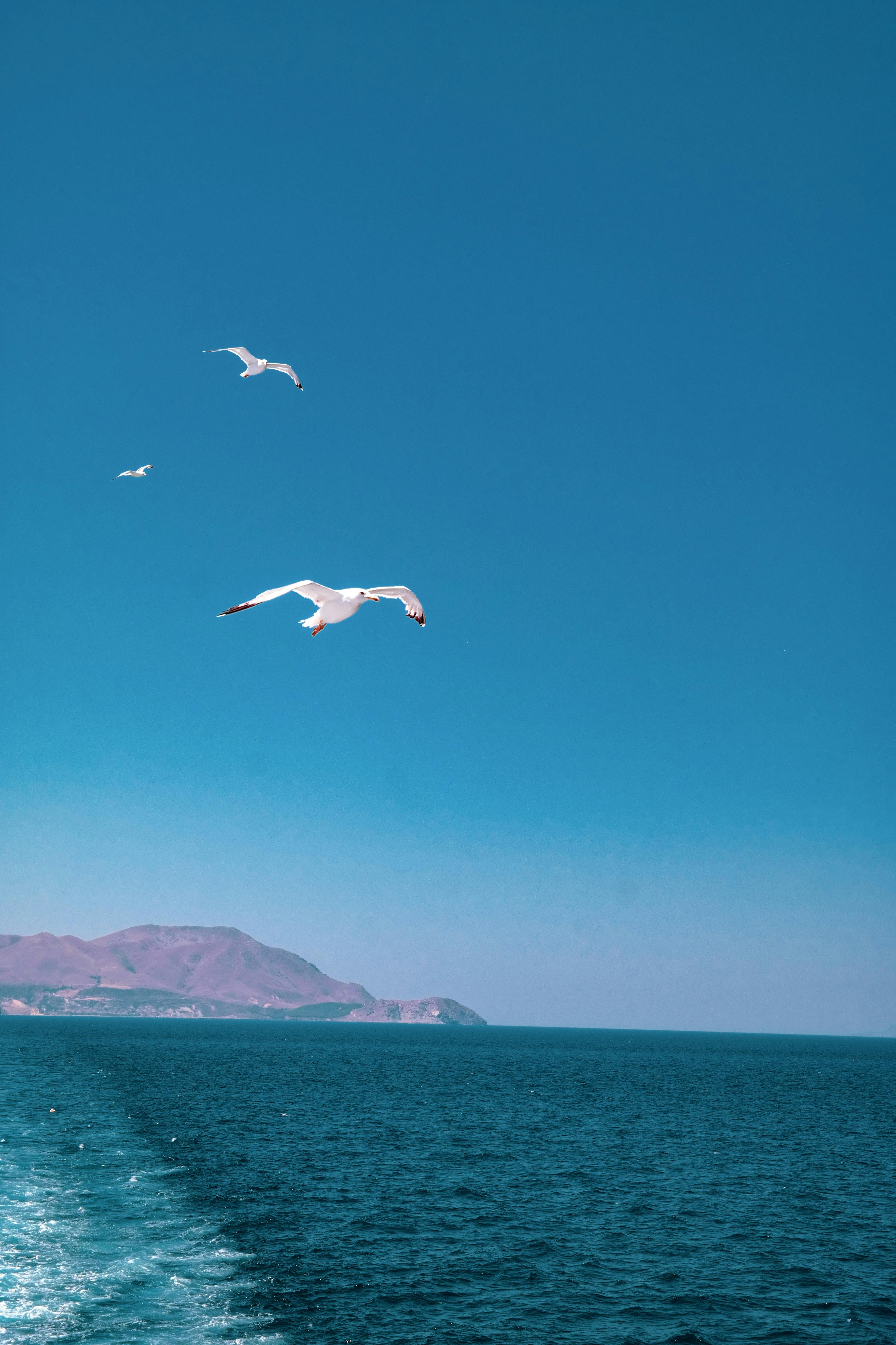 3648x5472 White Birds Flying over the Sea · Free
