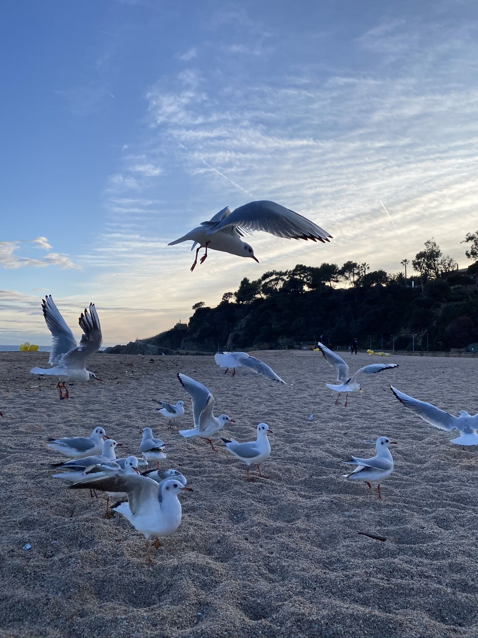 1536x2048 Wallpaper Water, Shorebirds, Gull, Flight, Birds, Background Free Image