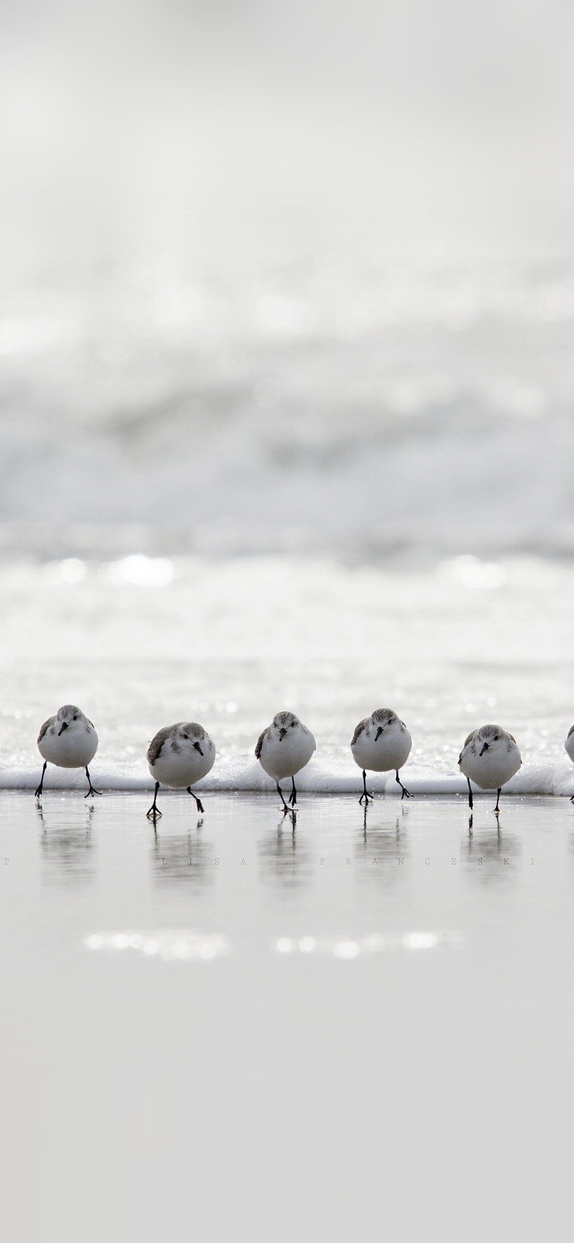1125x2436 Birds Beach Wave Ocean Water Sea Nature Animal iPhone Wallpaper
