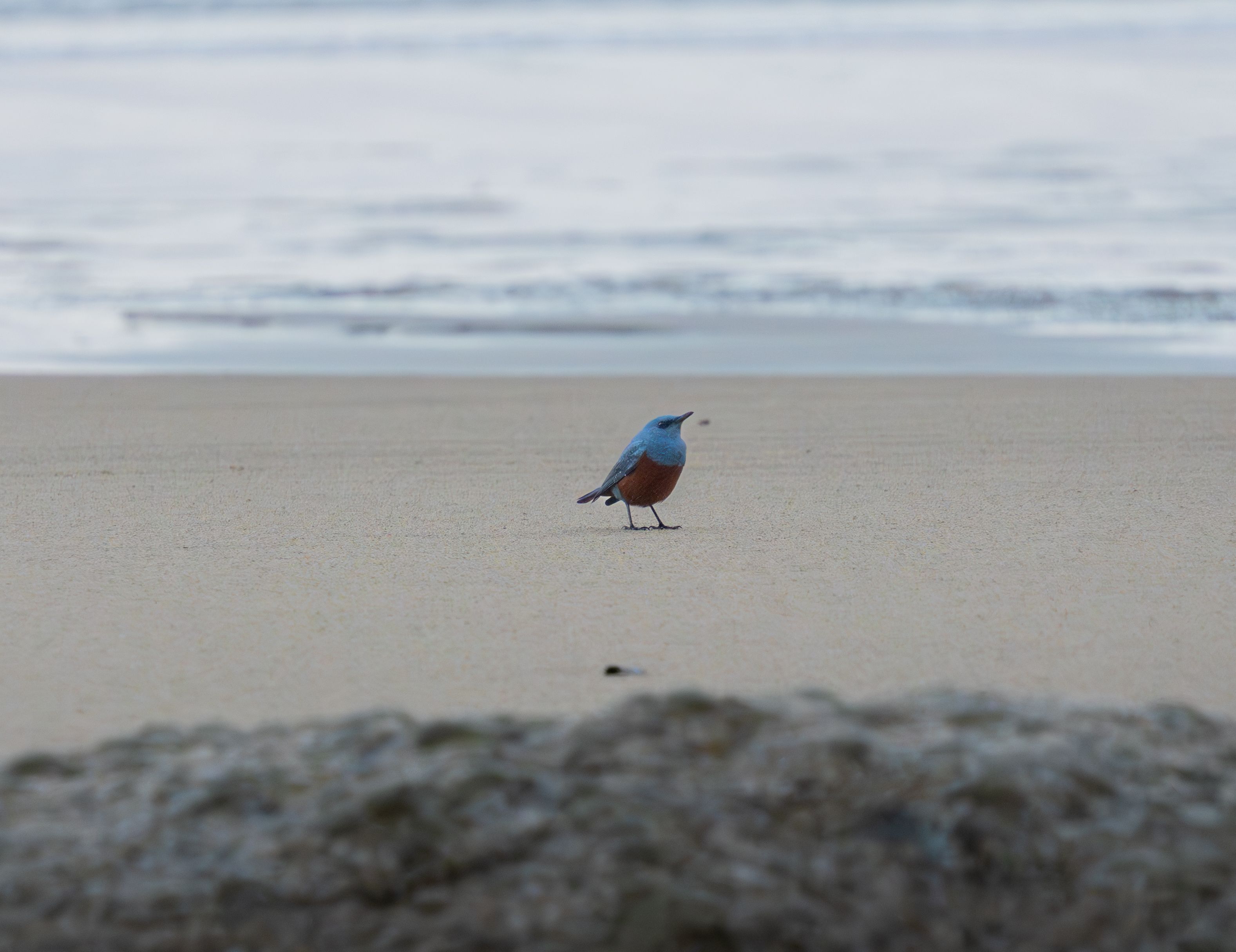 3155x2430 Hobbyist photographer snaps photo of extremely rare bird in 1st U.S. sighting. KPBS Public Media