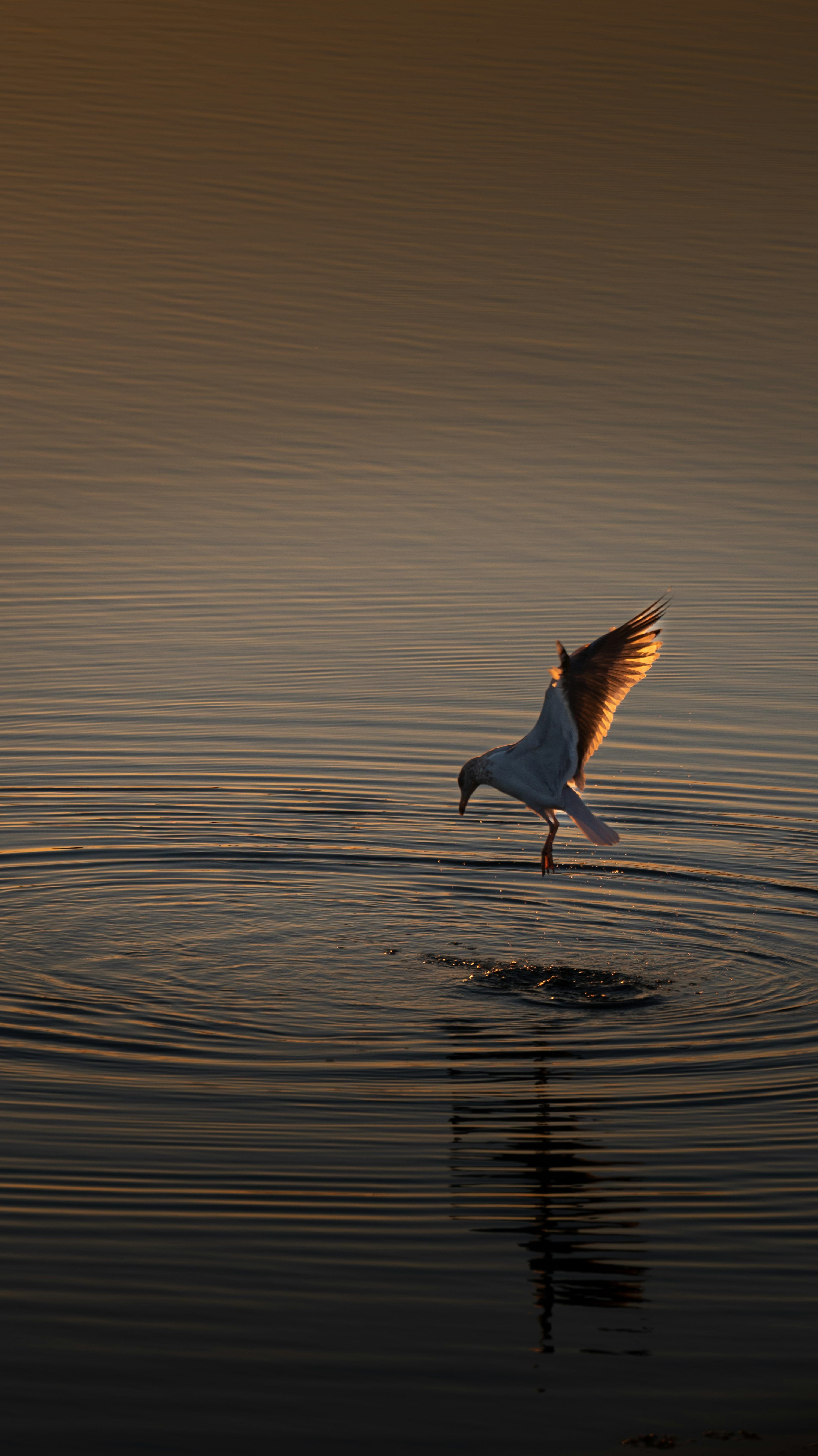 3000x5334 Water Bird Picture. Download Free Image