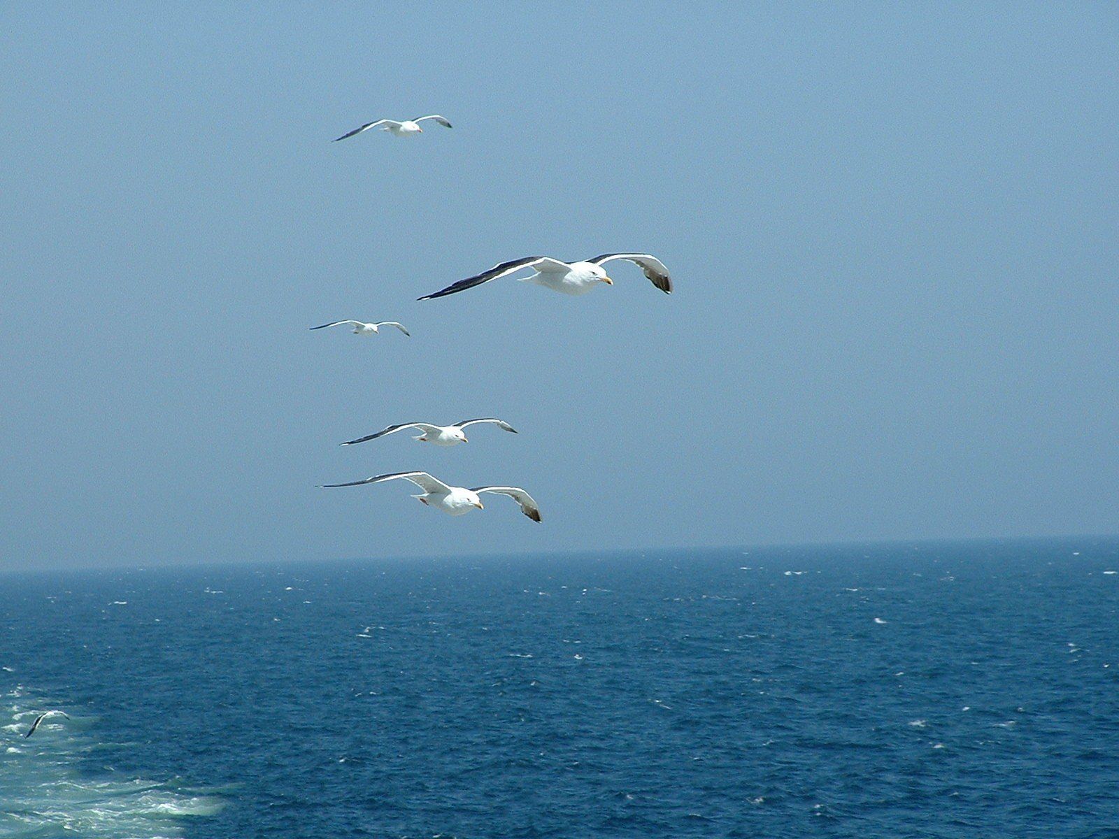 1600x1200 Sea Bird Wallpaper