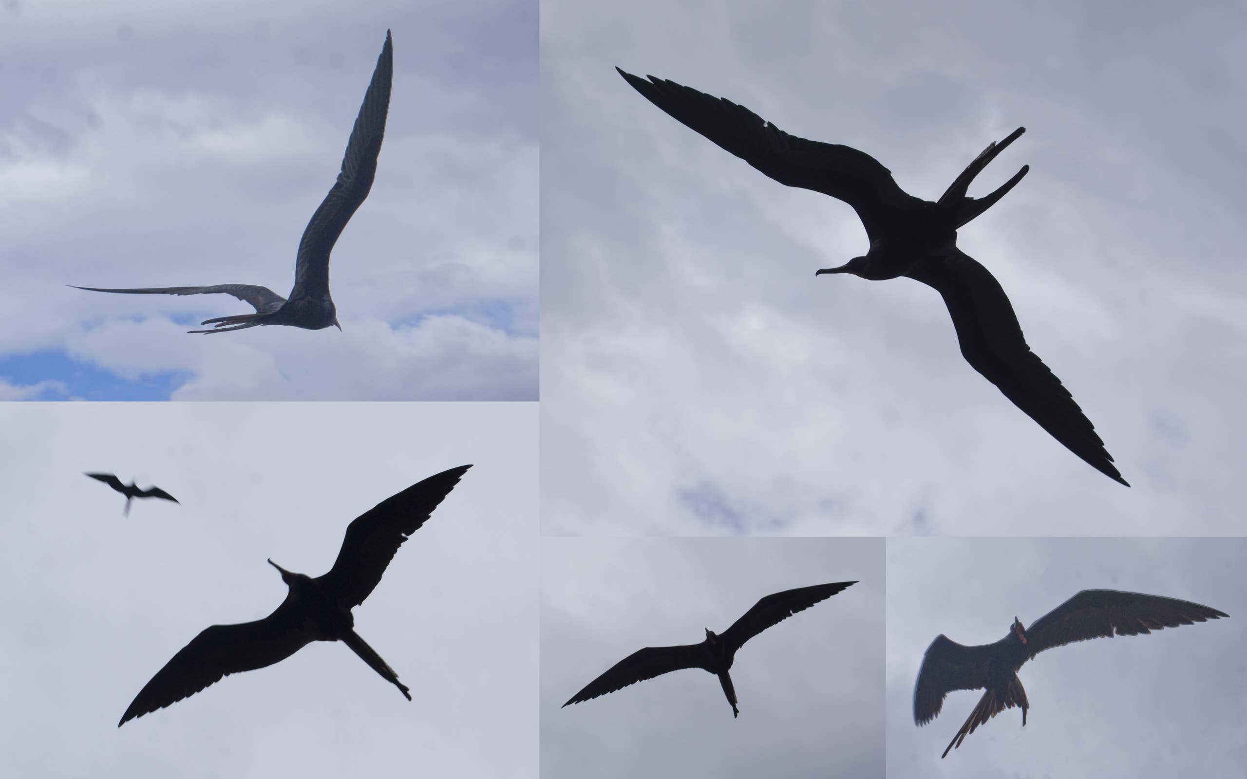 2560x1600 The Shore Birds of Costa Rica