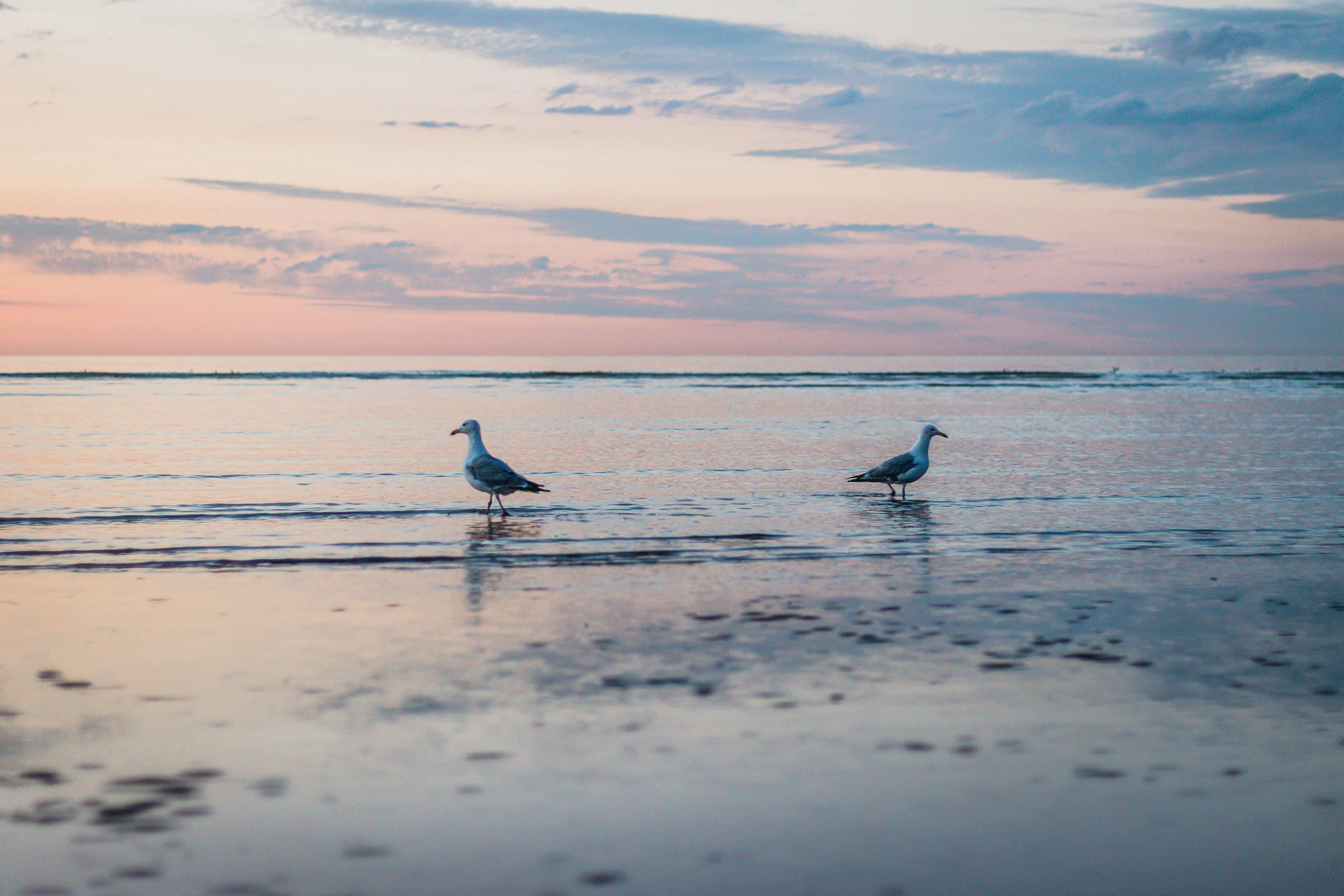5069x3379 Birds standing in calm sea · Free