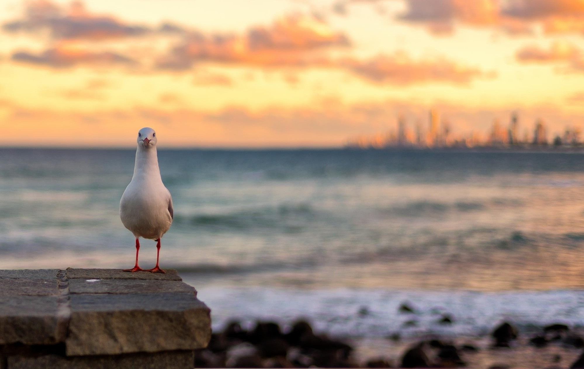 1999x1264 animals sea birds Wallpaper HD / Desktop and Mobile Background