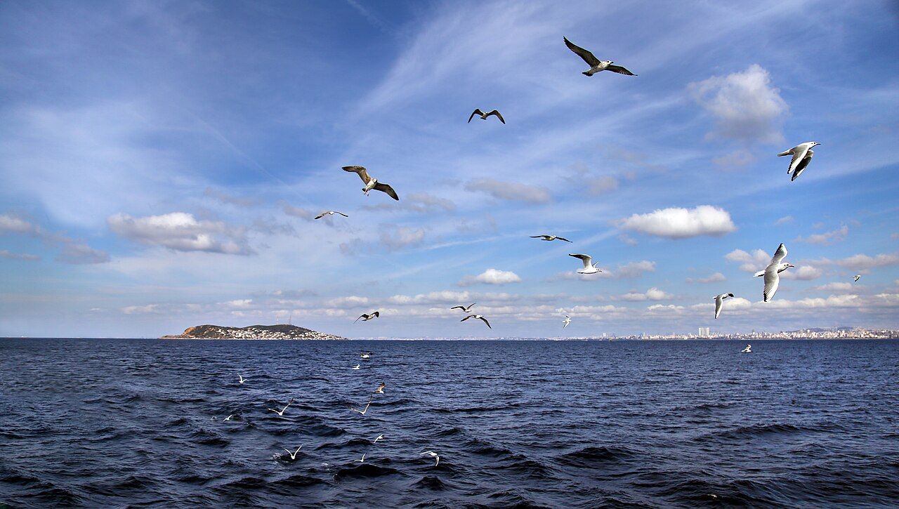 1280x725 Birds and