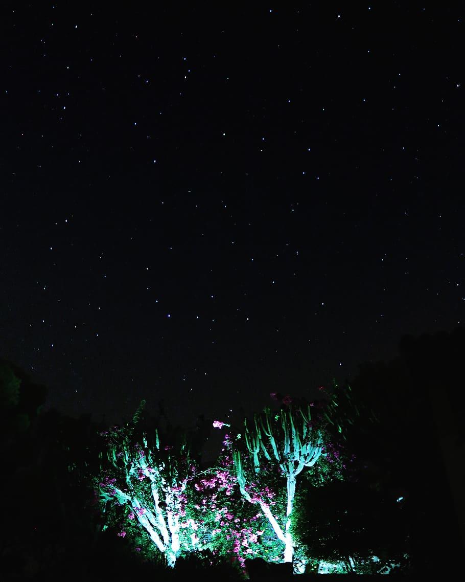 910x1138 HD wallpaper: spain, alicante, night, stars, light, cactus, dark, star
