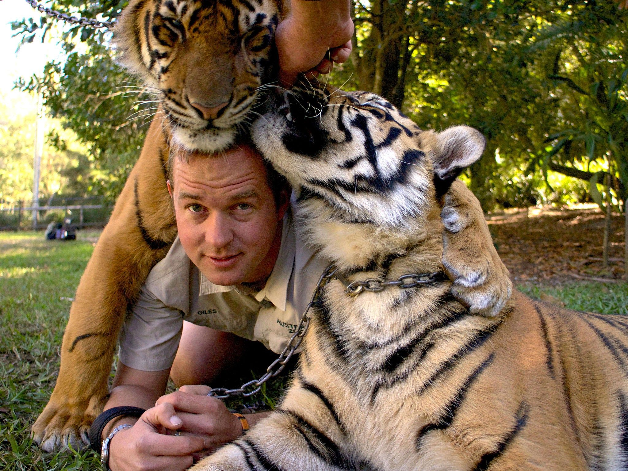 2048x1536 Tigers About the House: What Happened Next, BBC TV review: Not quite the new Steve Irwin