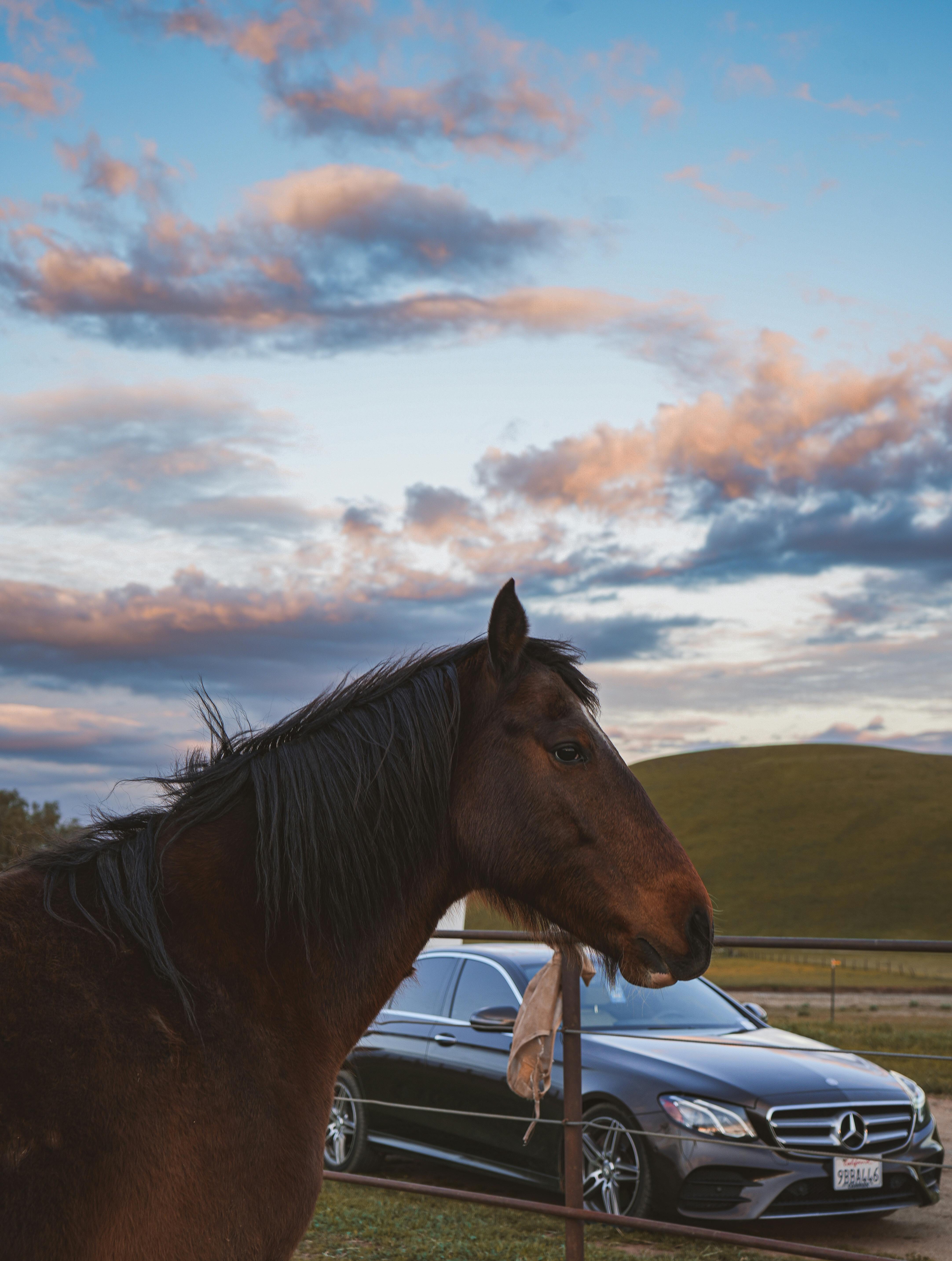 4328x5733 Horse and Car behind · Free