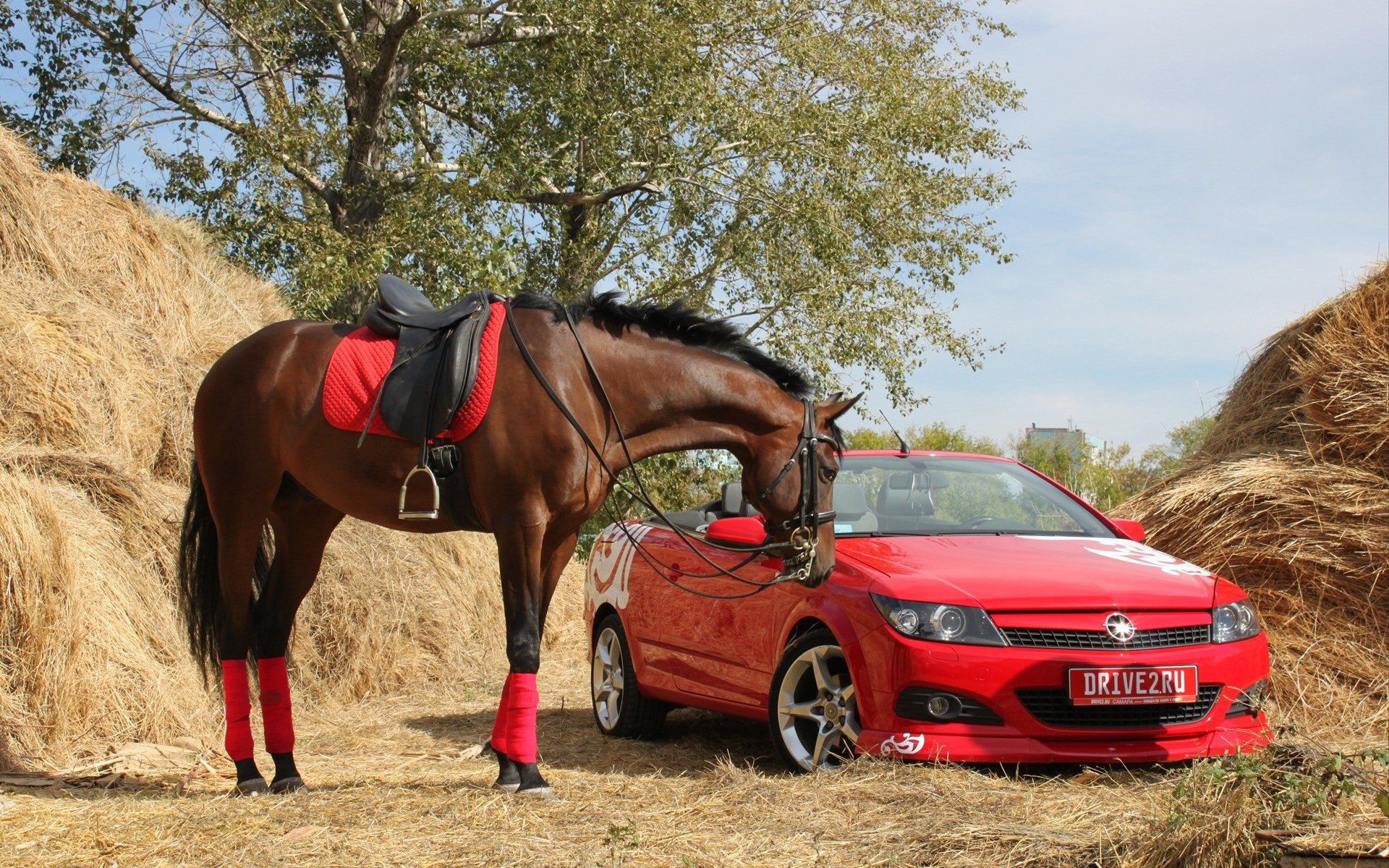 1920x1200 HD Wallpaper of a Horse Beside a Car in a Rustic Settingx1200