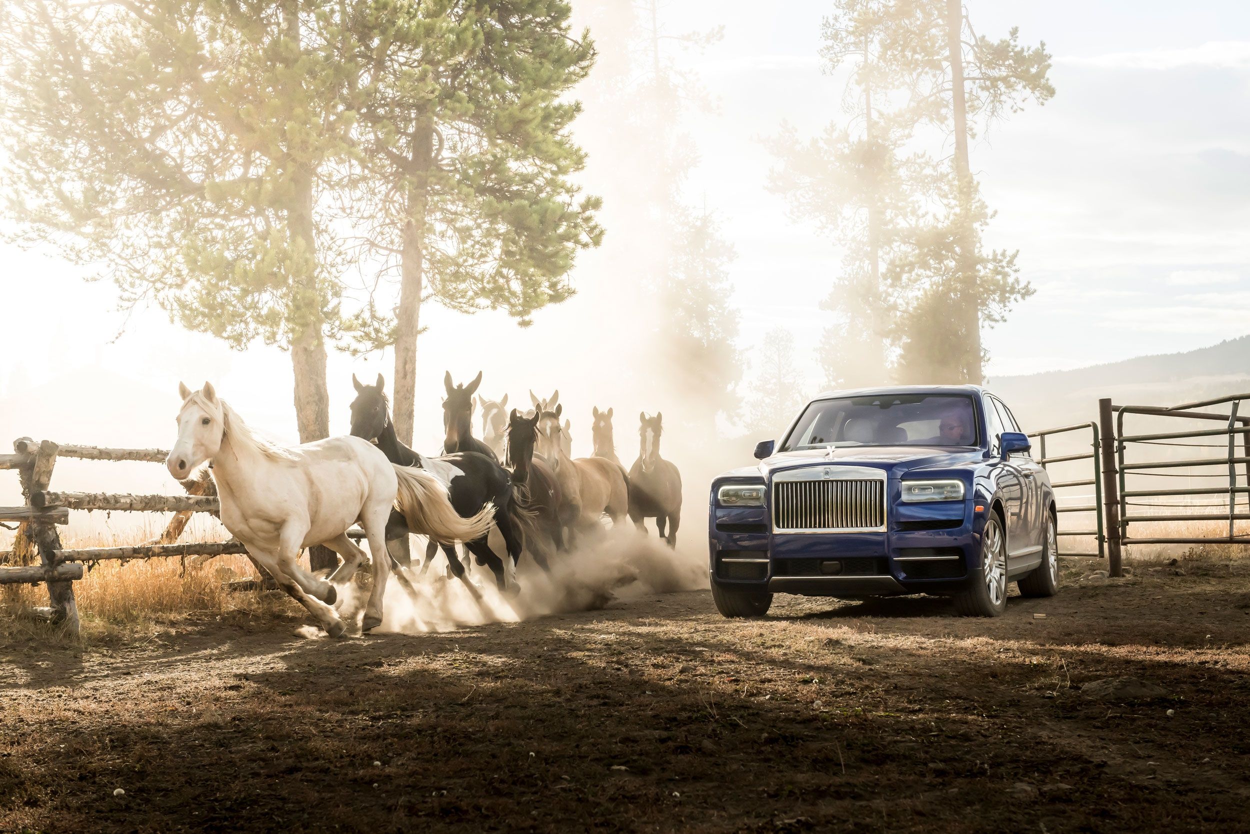 2500x1667 Download Car Horse Rolls Royce Vehicle Rolls Royce Cullinan HD Wallpaperx1667