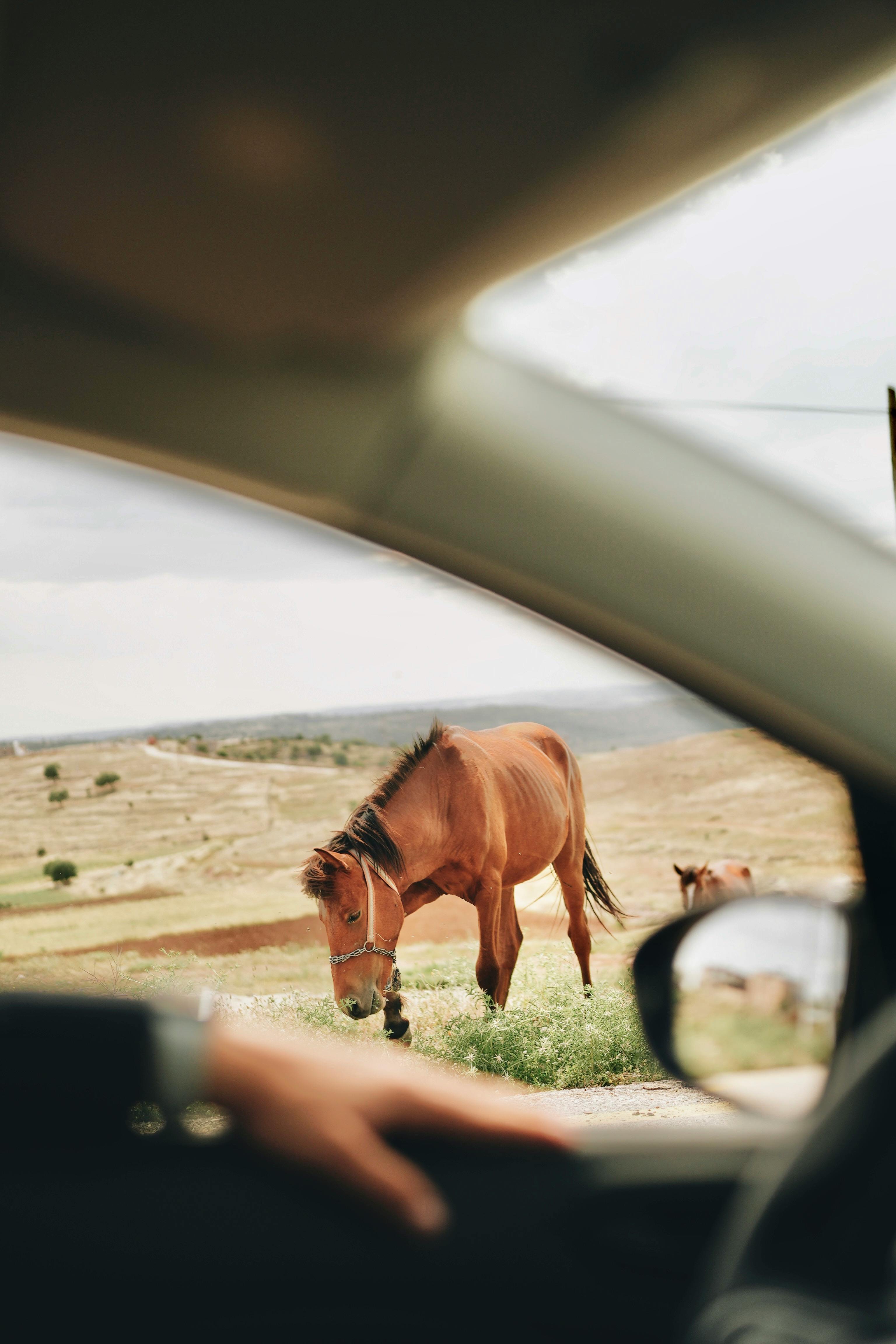 3072x4608 Car Window View of Horses in the Pasture · Free