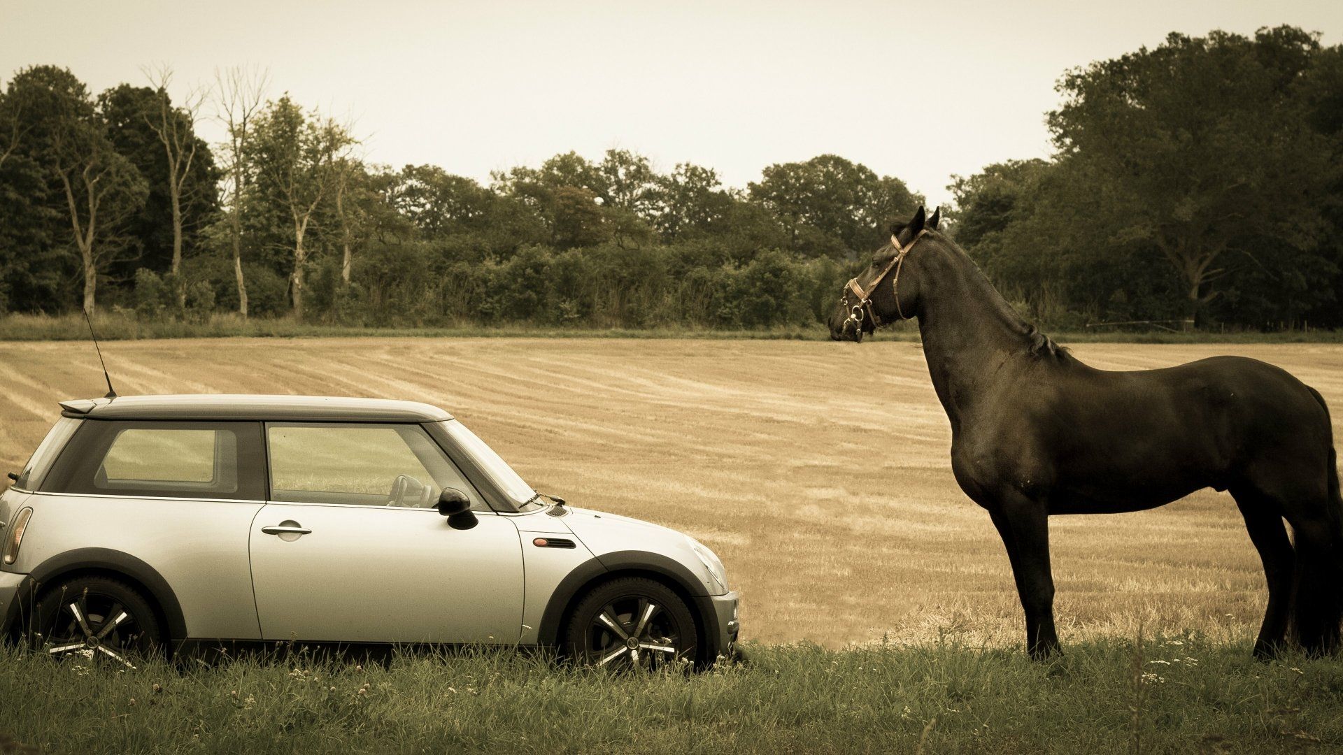 1920x1080 Majestic Horse Meets Urban RideK Ultra HD Animal Wallpaper
