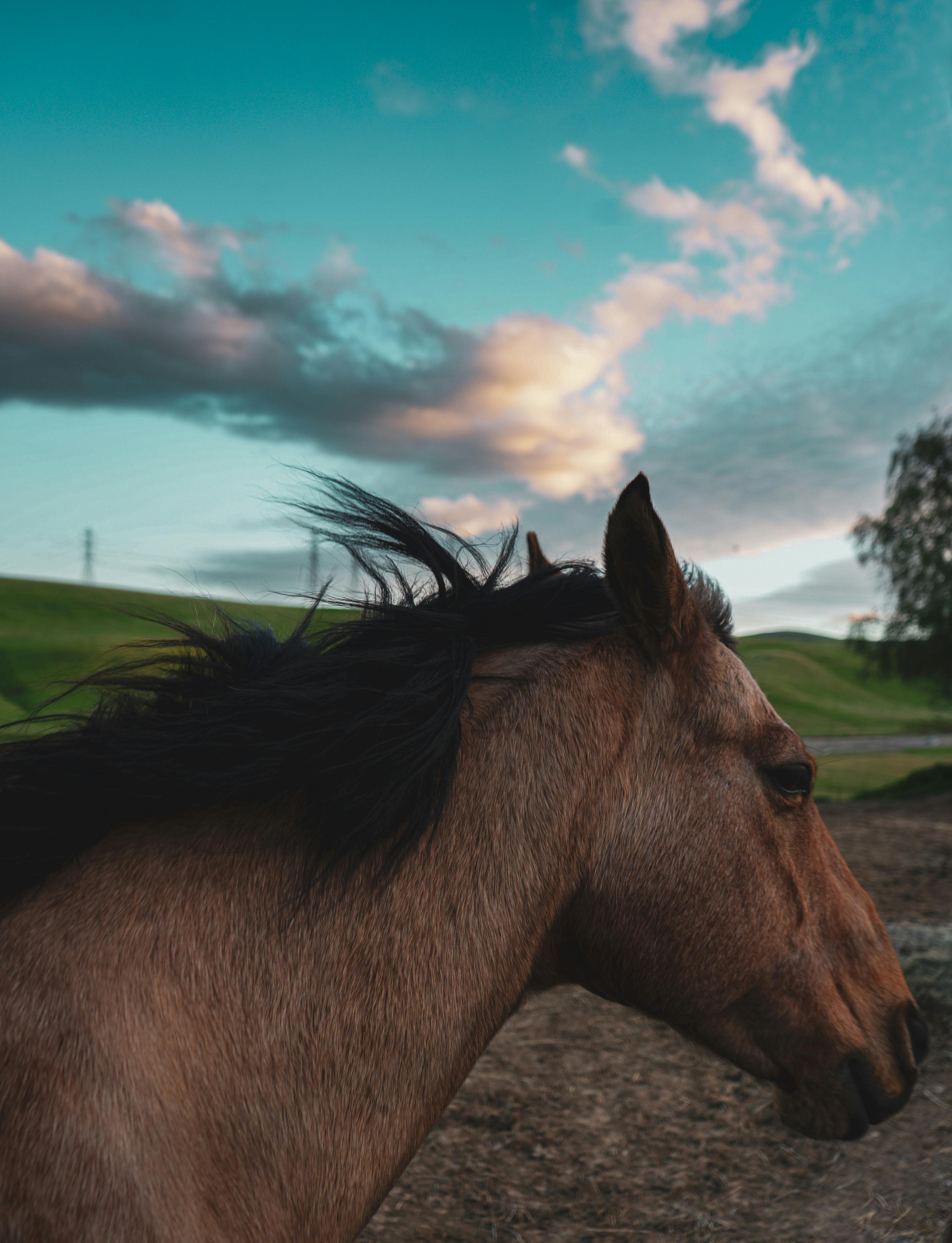 3032x3958 Horse and Car behind · Free