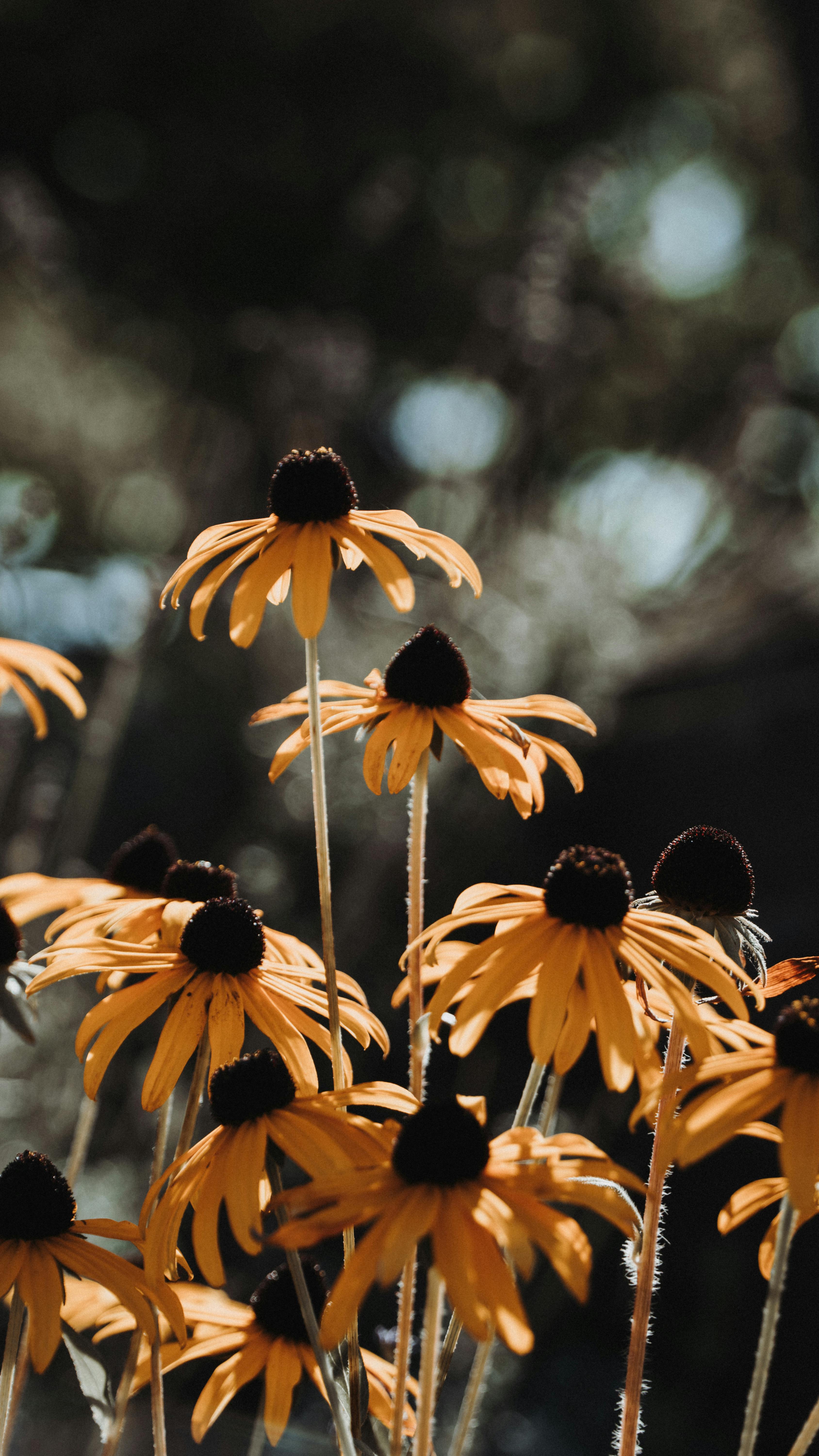 3376x6000 Close Up Of Black Eyed Susan Flowers · Free