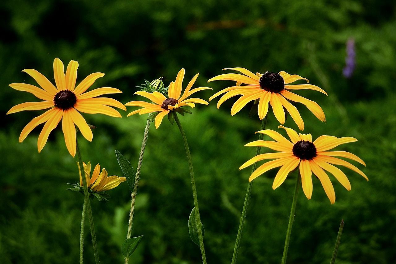 1280x853 Black Eyed Susan Flowers Plants