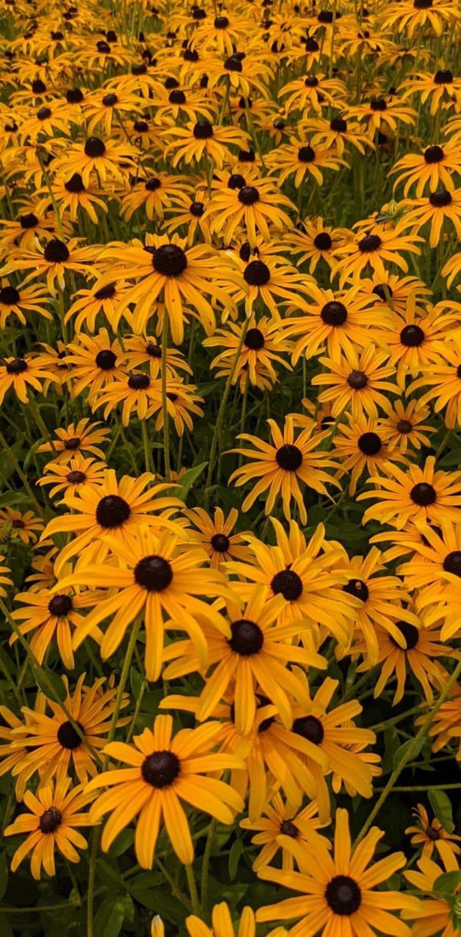 900x1829 Download The Showy Beauty of a Black Eyed Susan Wallpaper