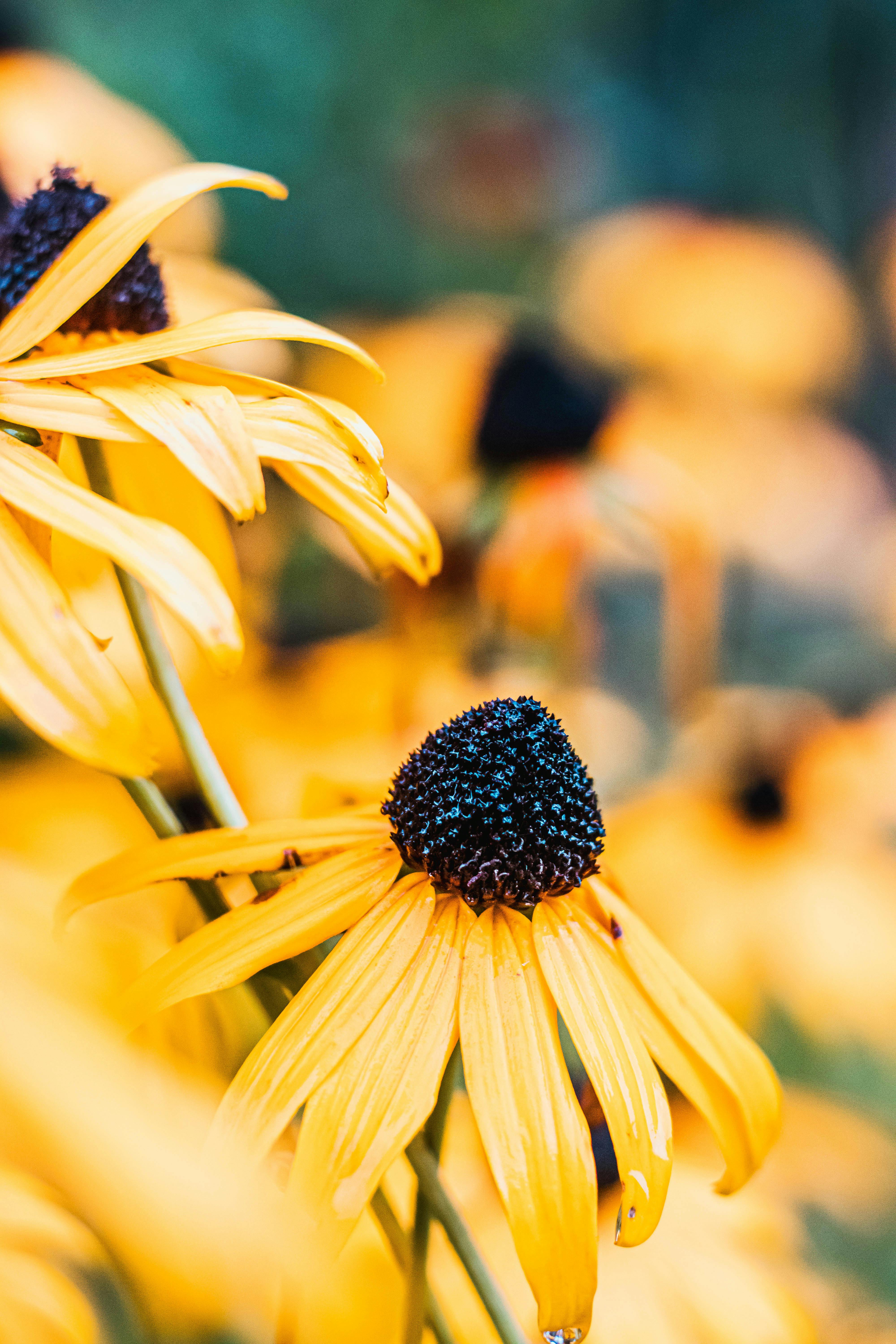 4000x6000 Black Eyed Susan Photo, Download The BEST Free Black Eyed Susan & HD Image