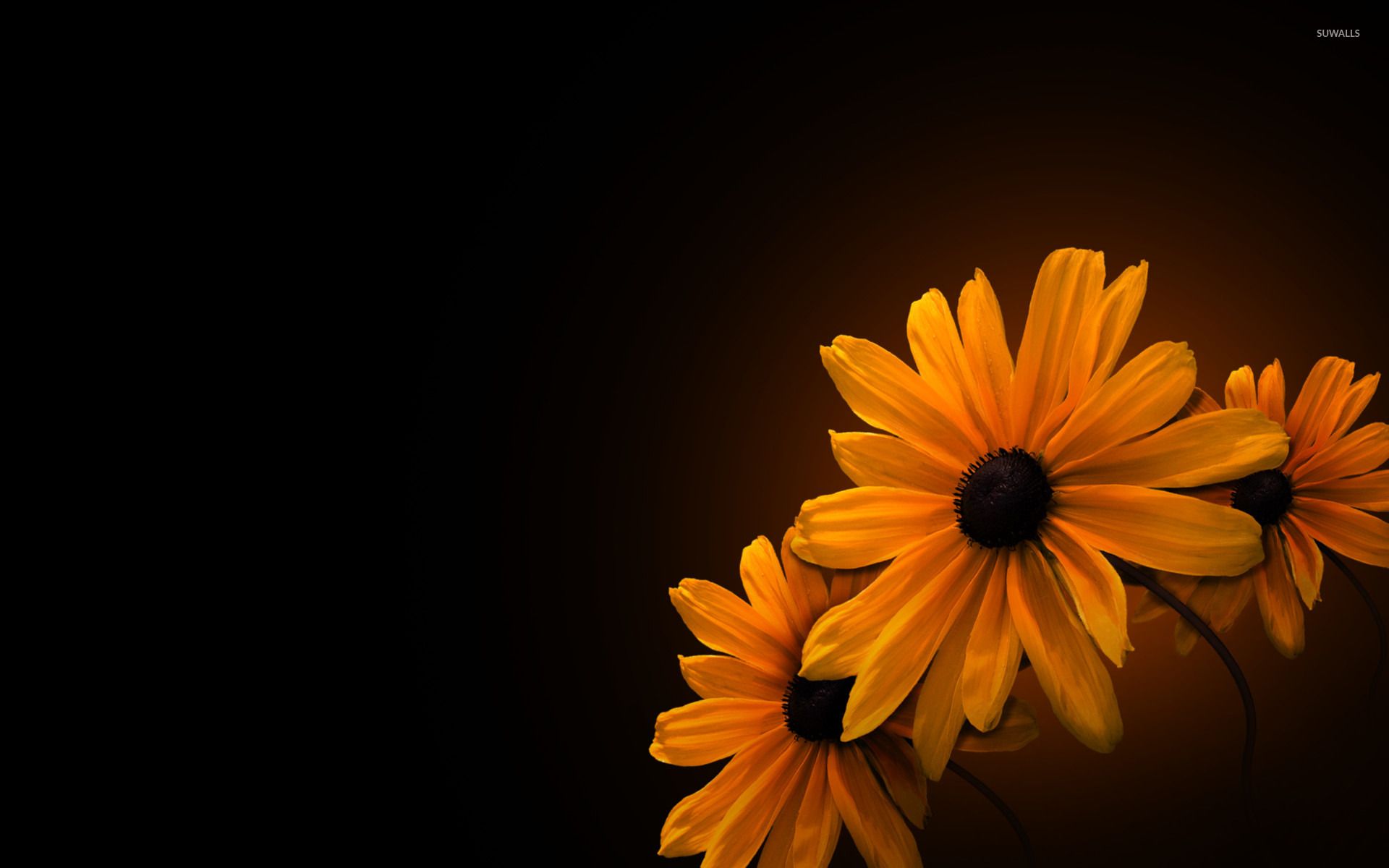 1920x1200 Black Eyed Susans [2] Wallpaper Wallpaper