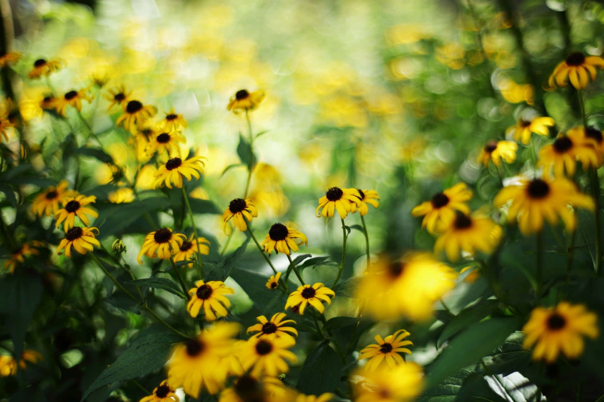 1920x1280 Download A vibrant field of Black Eyed Susans Wallpaper