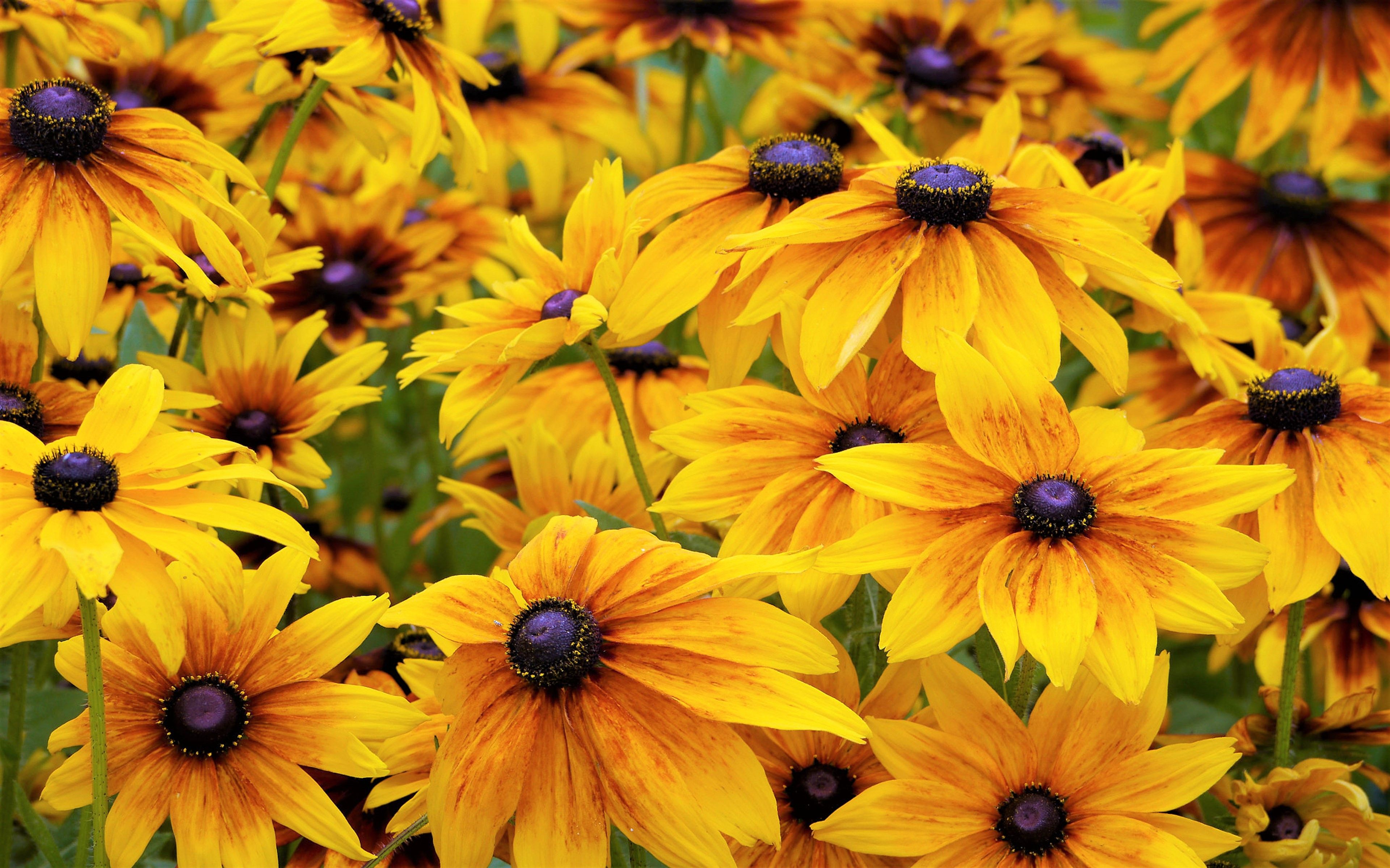 3840x2400 Download Yellow Flower Flower Nature Black Eyed Susan 4k Ultra HD Wallpaperx2400