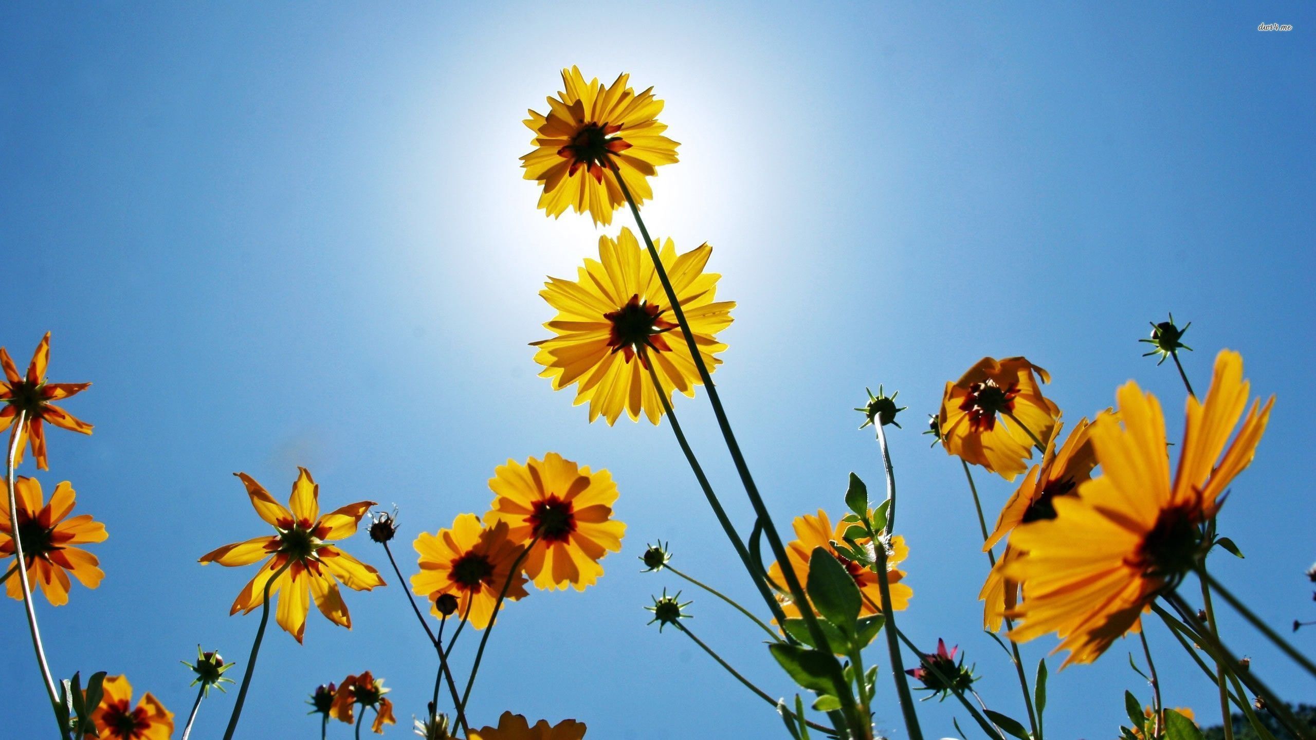 2560x1440 Black Eyed Susan Beautiful HD Desktop Wallpaper 117687