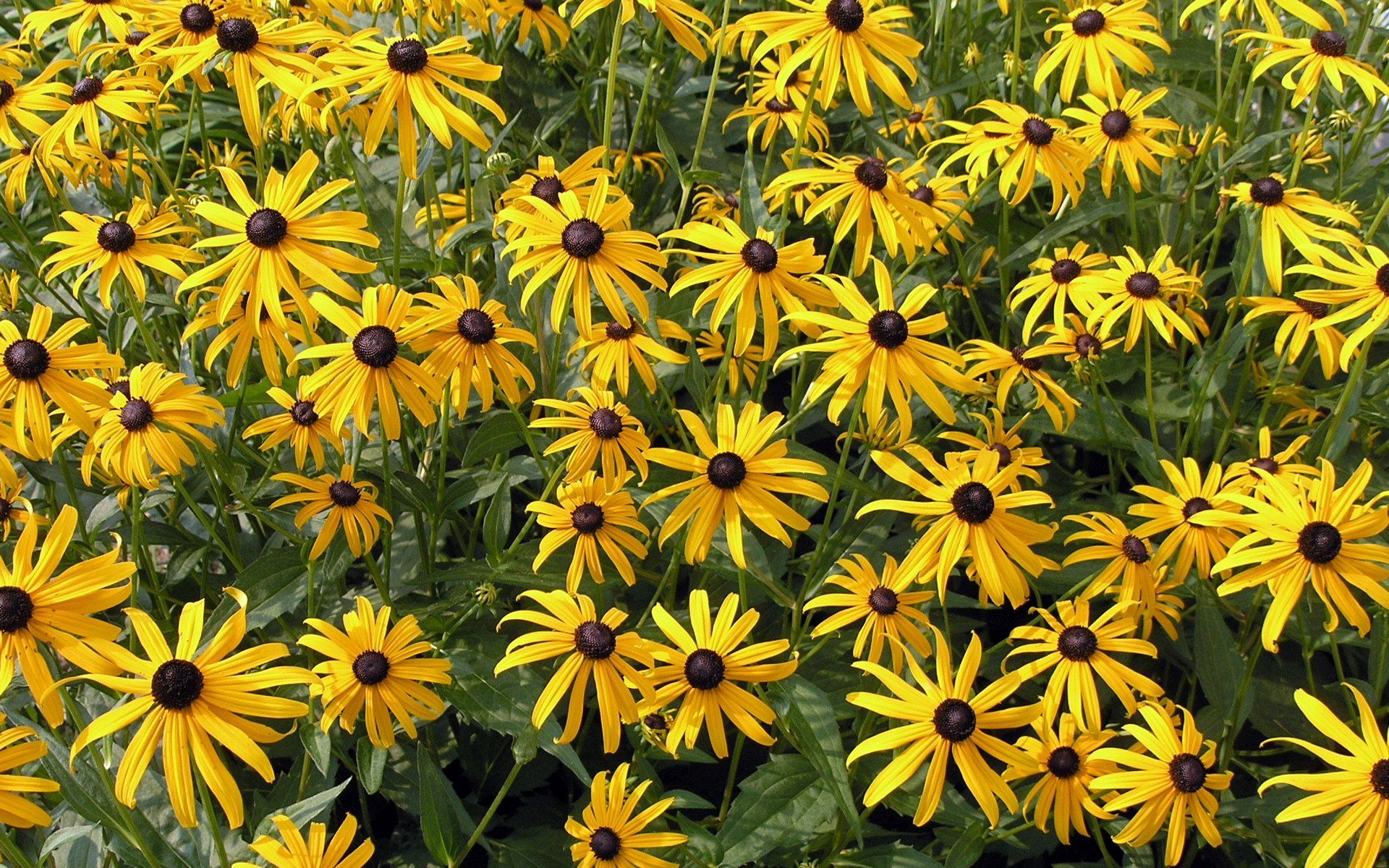 1920x1200 Radiant Black Eyed Susans: Vibrant Yellow Flowers In A Lush Nature Field