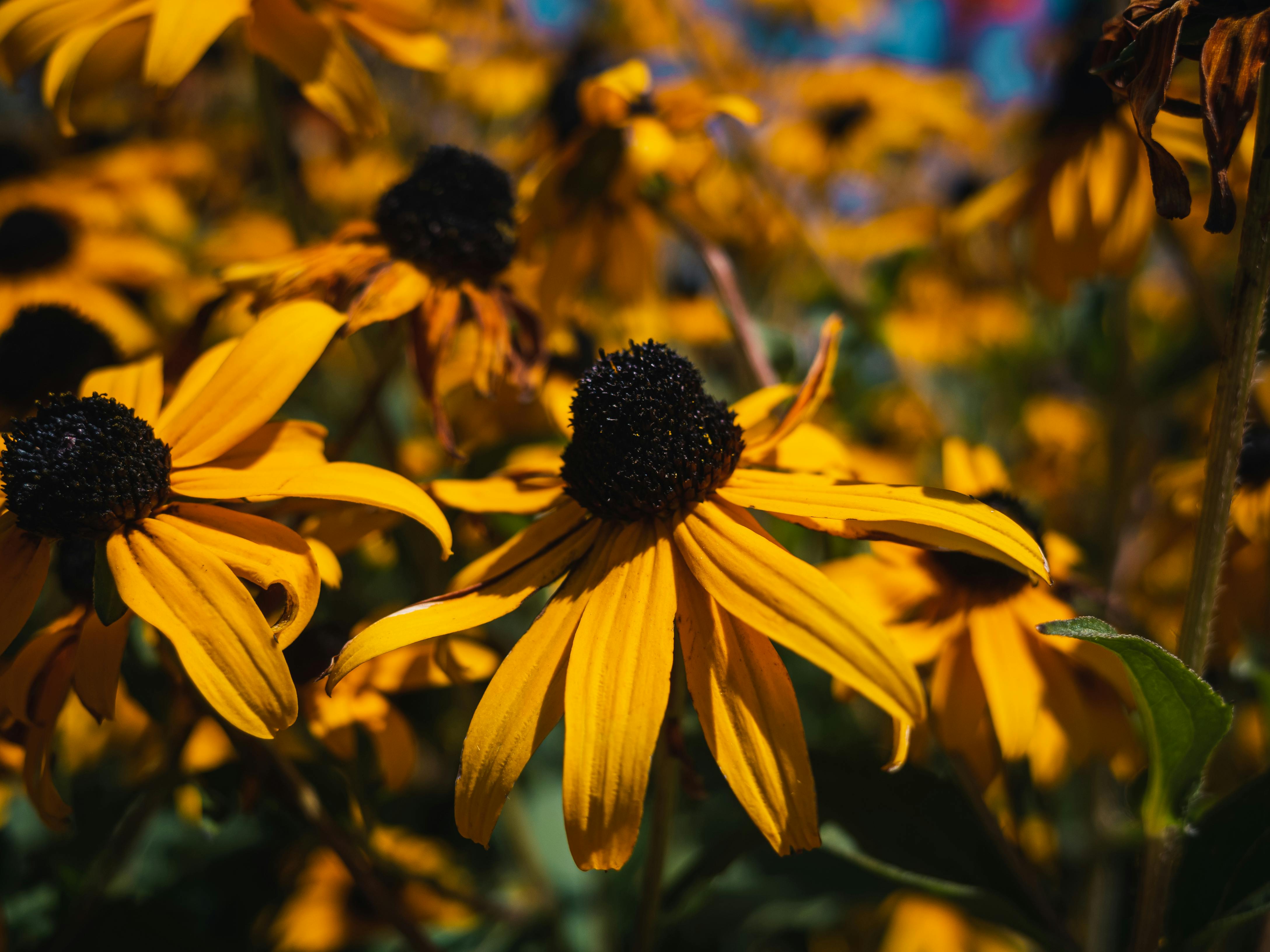 4352x3264 Black Eyed Susan Flowers · Free