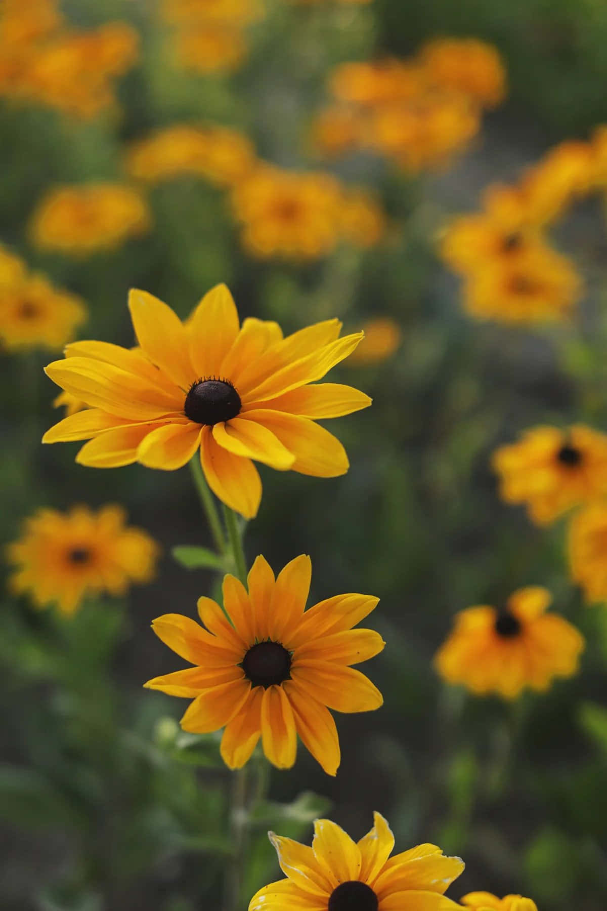 1200x1800 Download Fragrant and Elegant Black Eyed Susan Flowers Wallpaper