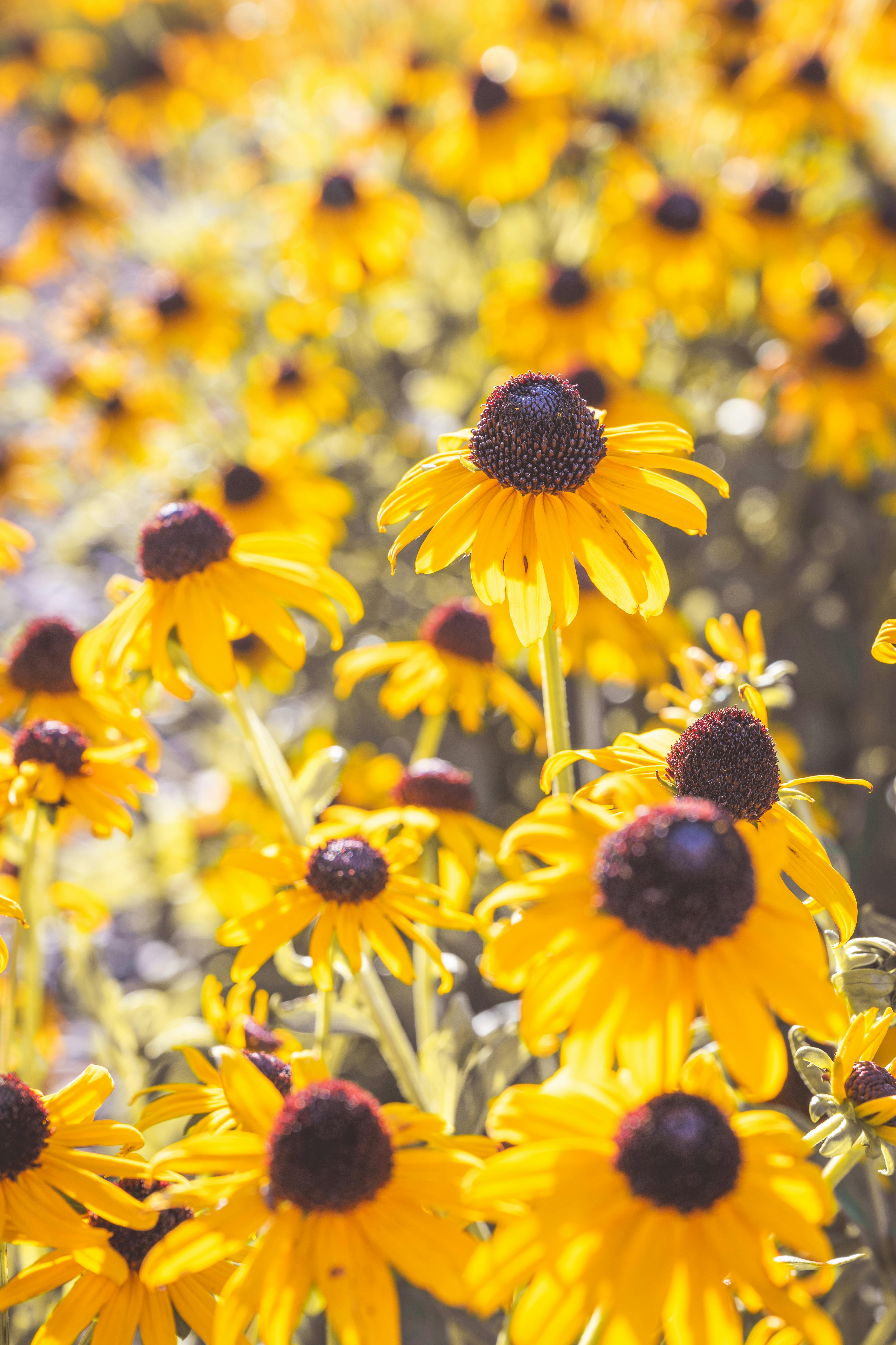 4835x7253 Vibrant Black Eyed Susan Flowers In Boise Garden · Free