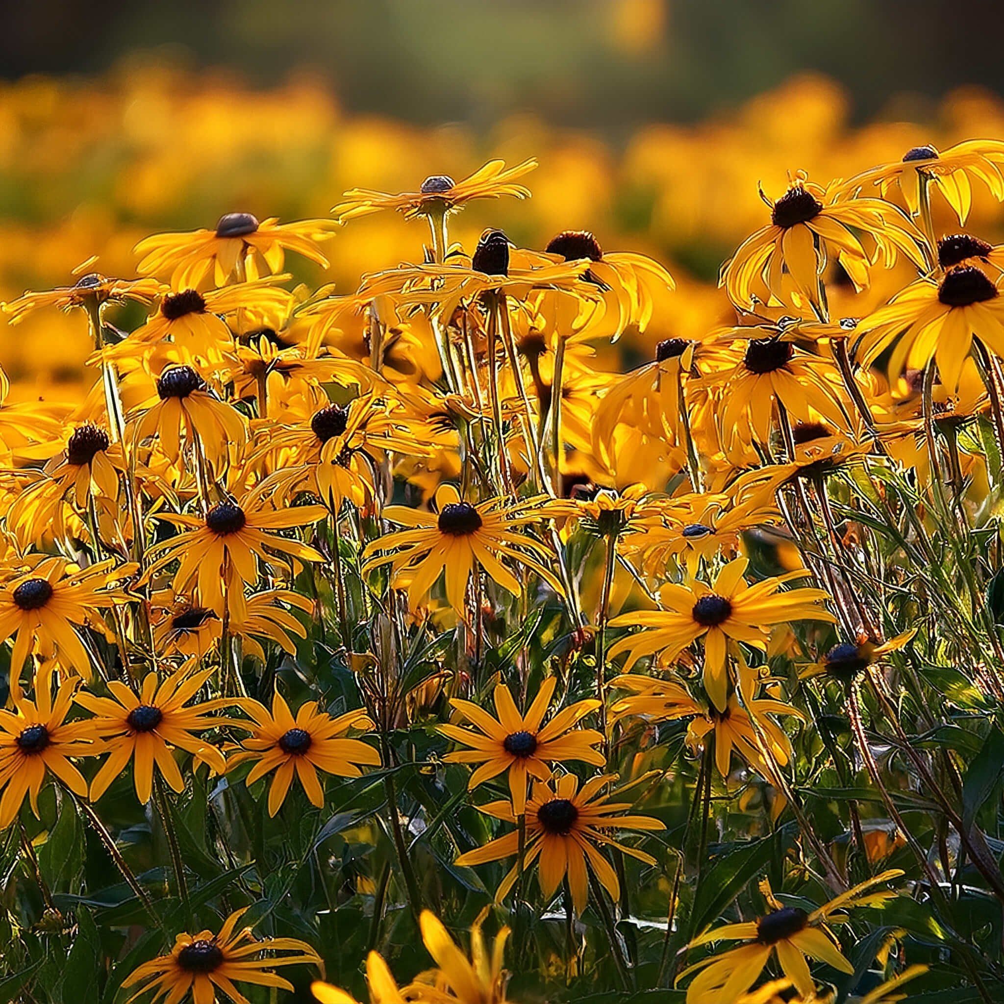 2048x2048 Black Eyed Susan Seeds