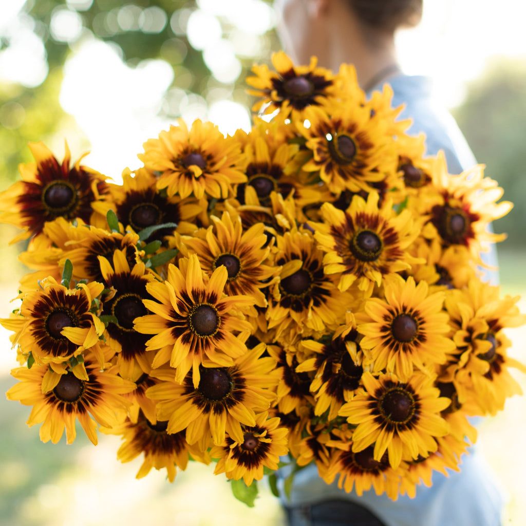 1024x1024 Black Eyed Susan Denver Daisy