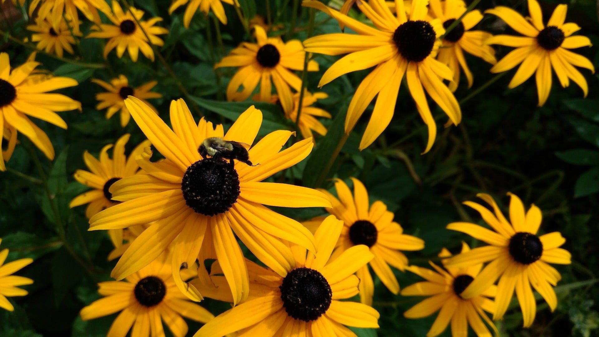 1920x1080 Black Eyed Susan Wildflower Seed