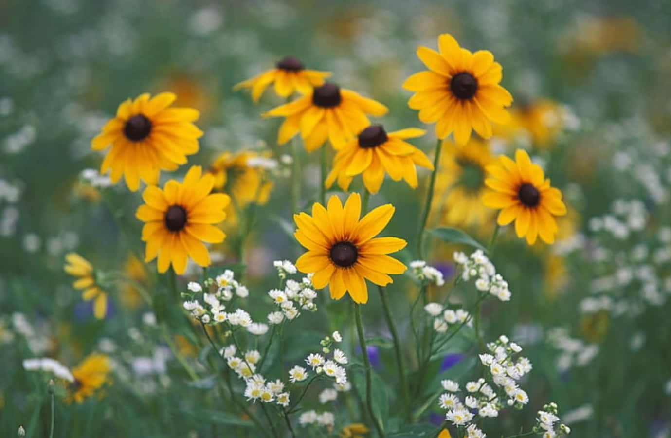 1379x900 Download Bright and Bold Black Eyed Susan Flower Wallpaper