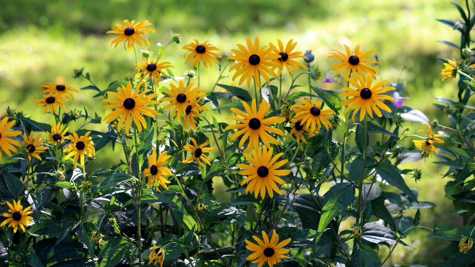 1600x900 Care For Black Eyed Susans In The Fall For Bigger And Better Blooms Next Year